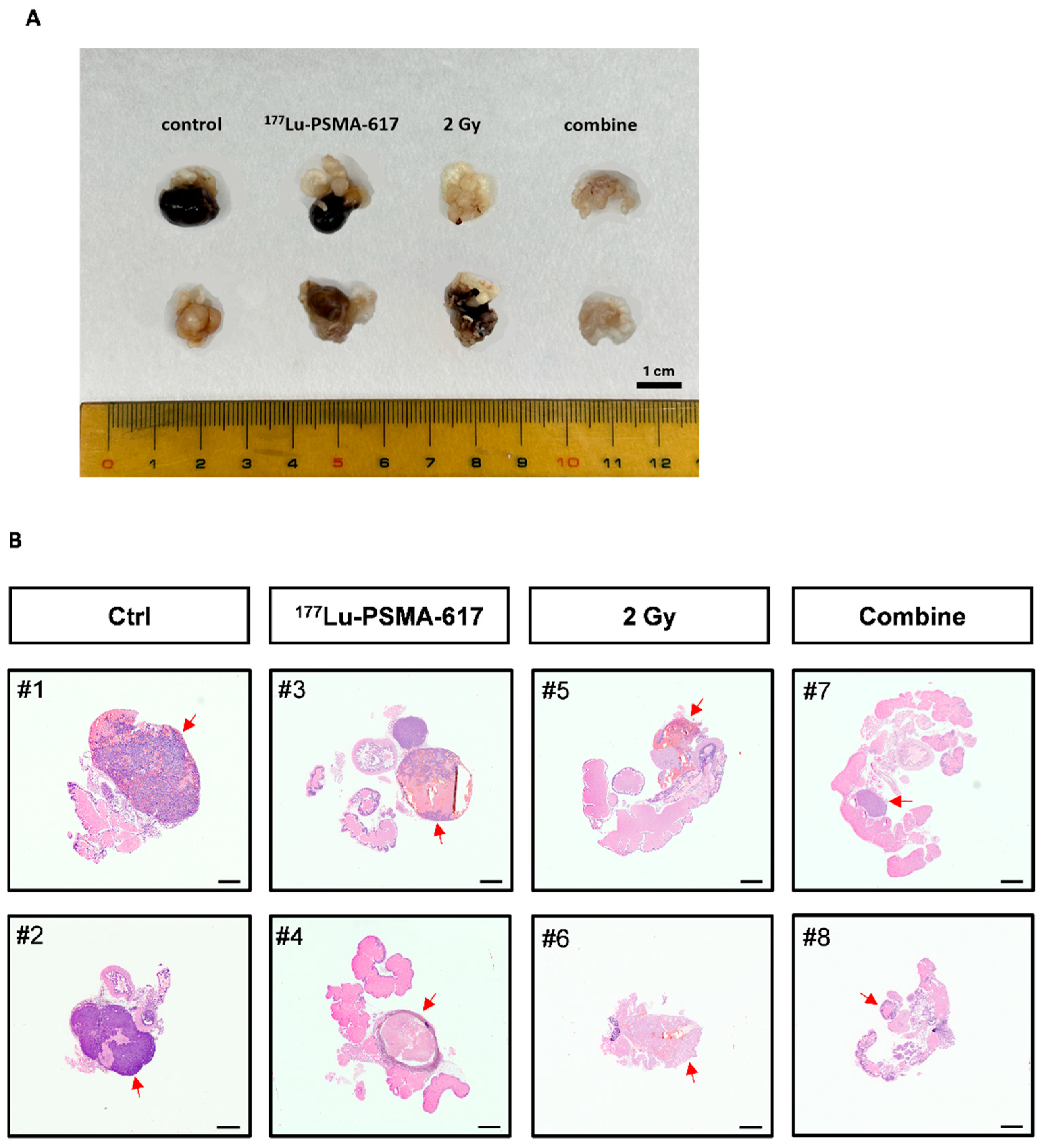 Preprints 205910 g005 Preprints 205910 g005