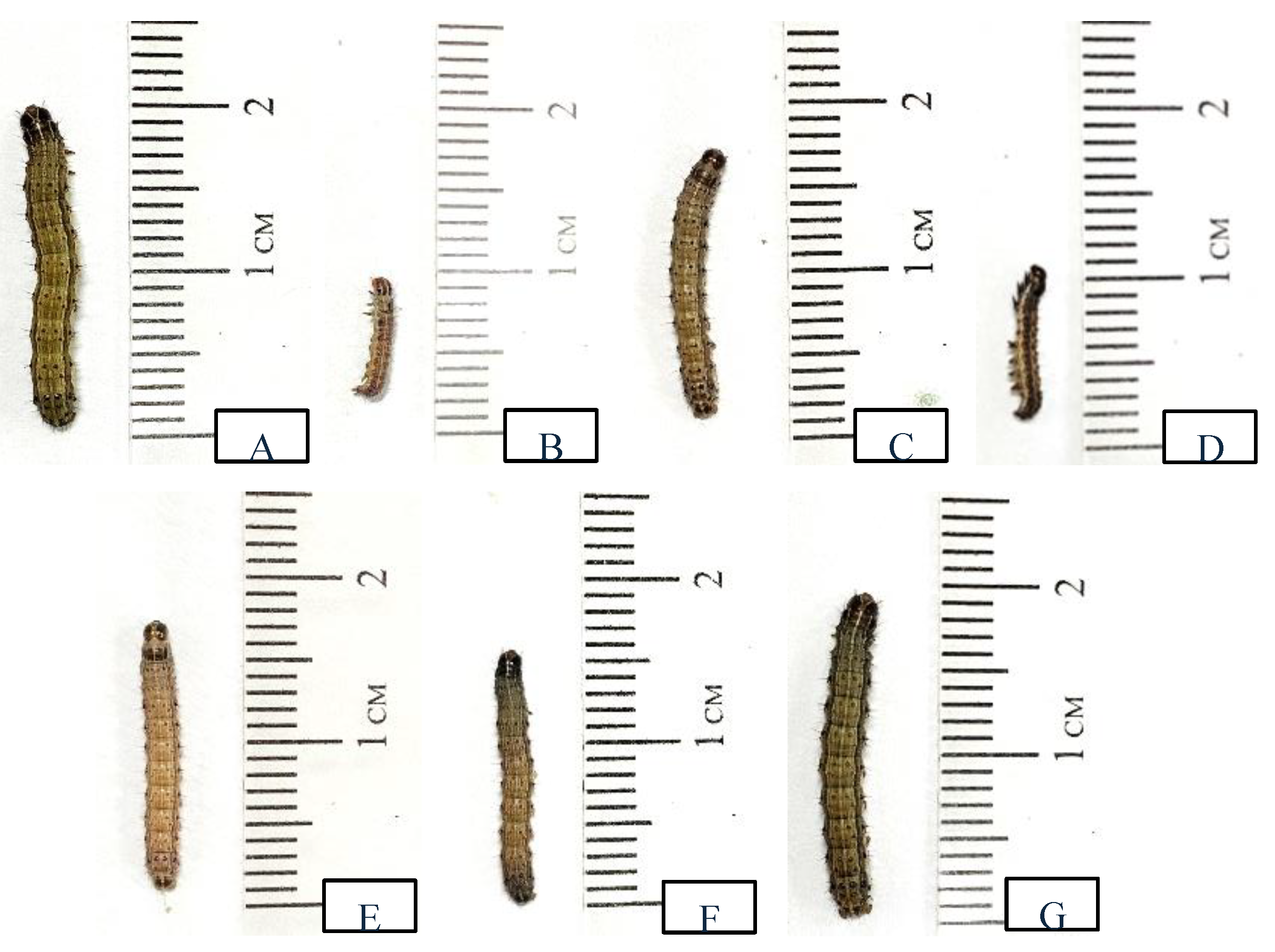 Preprints 118807 g003