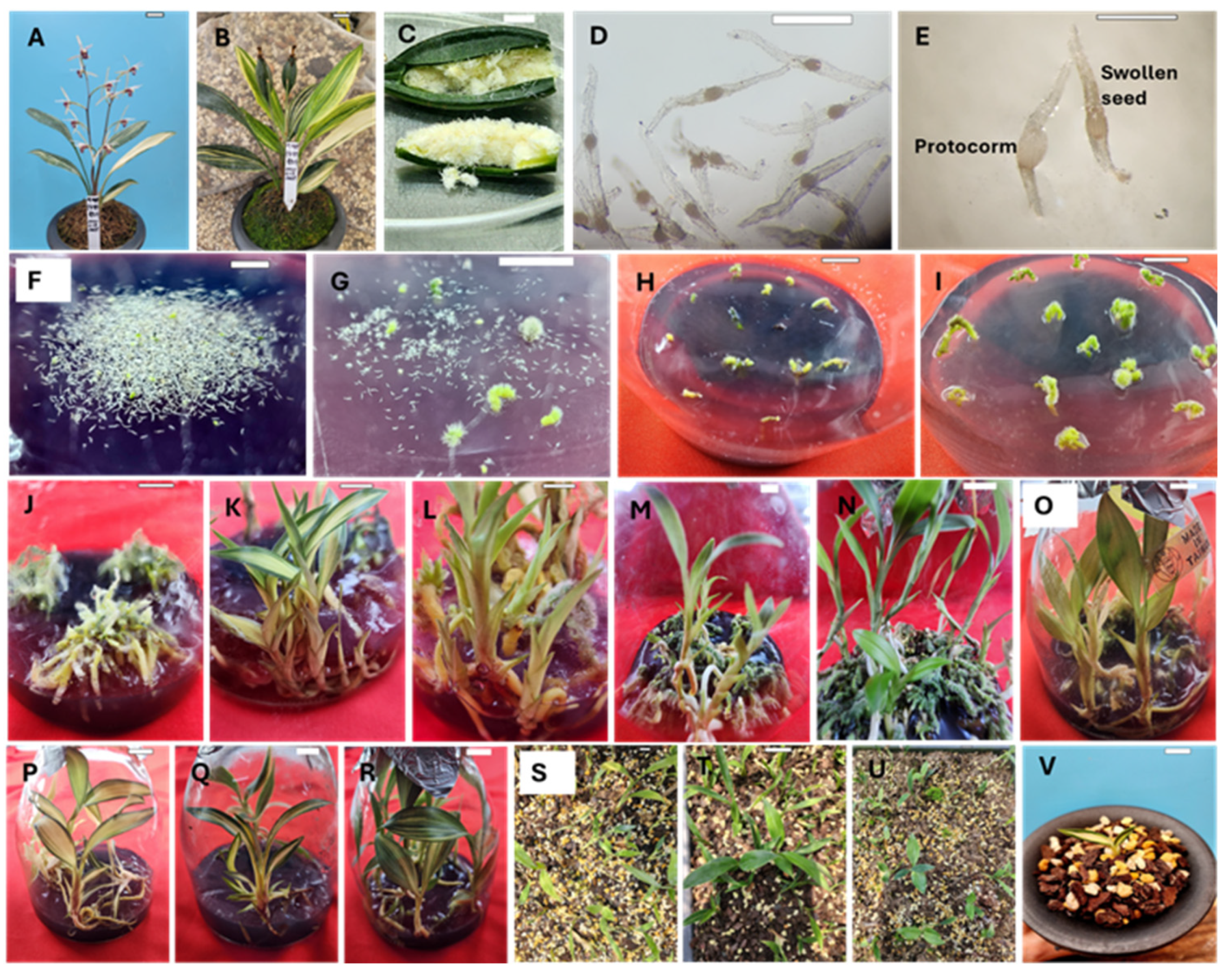 Preprints 165552 g001