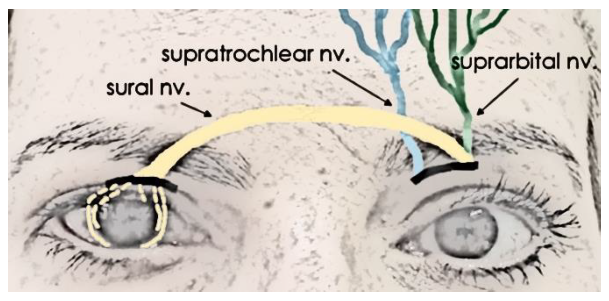 Preprints 152035 g002