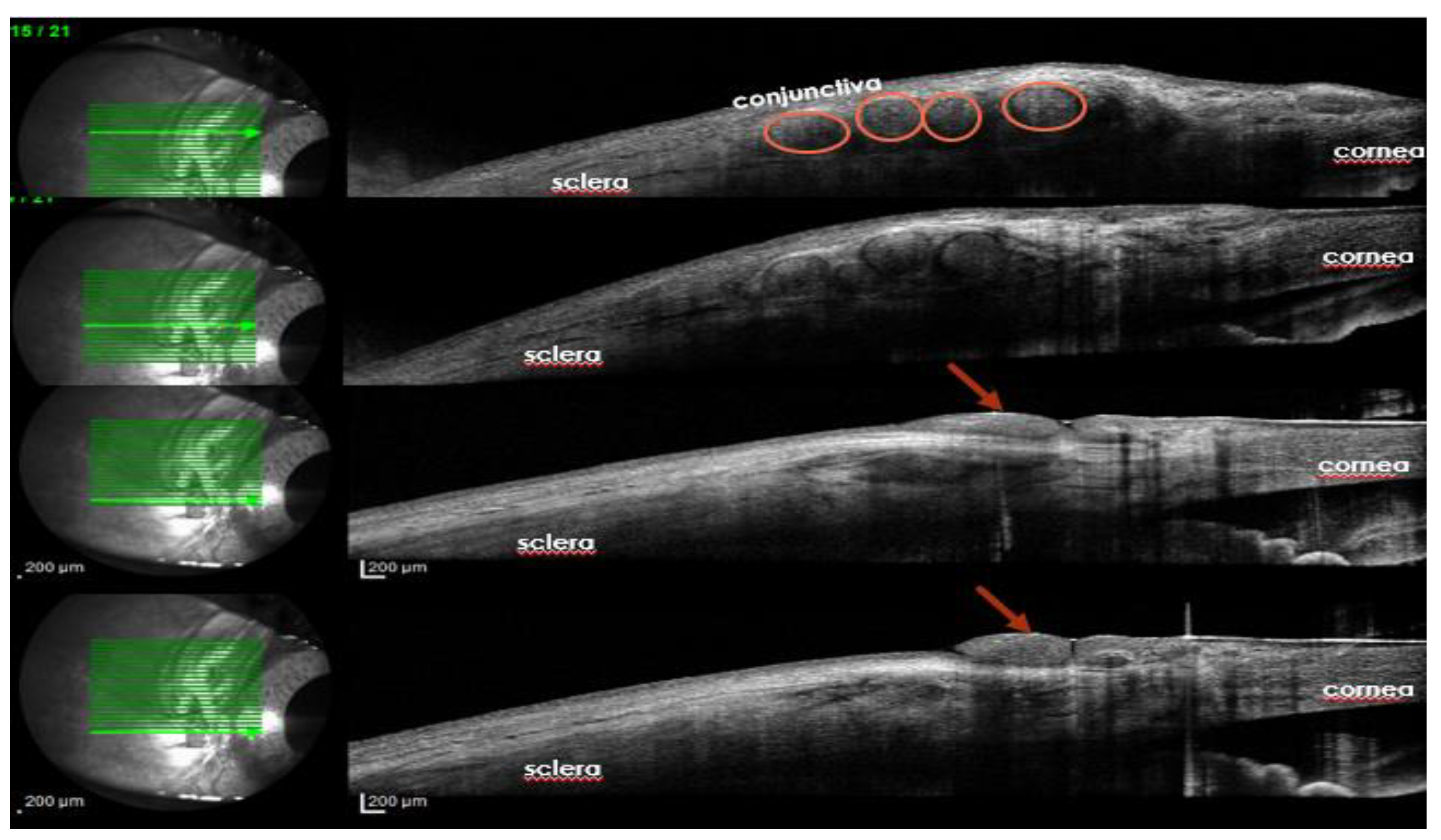 Preprints 152035 g003
