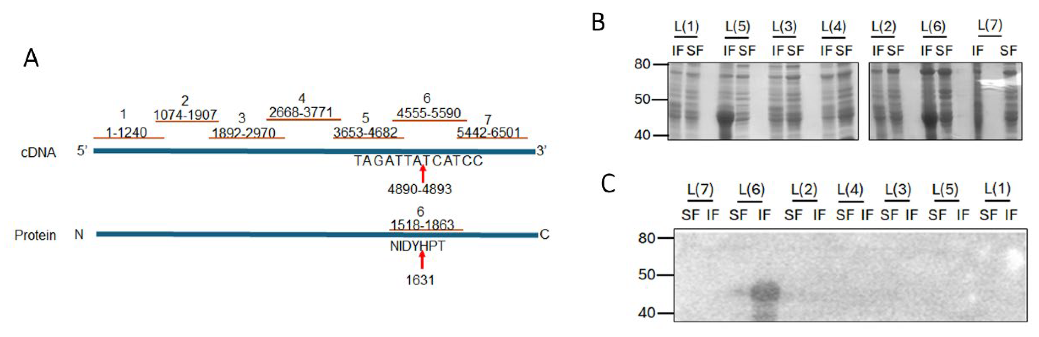 Preprints 121385 g005