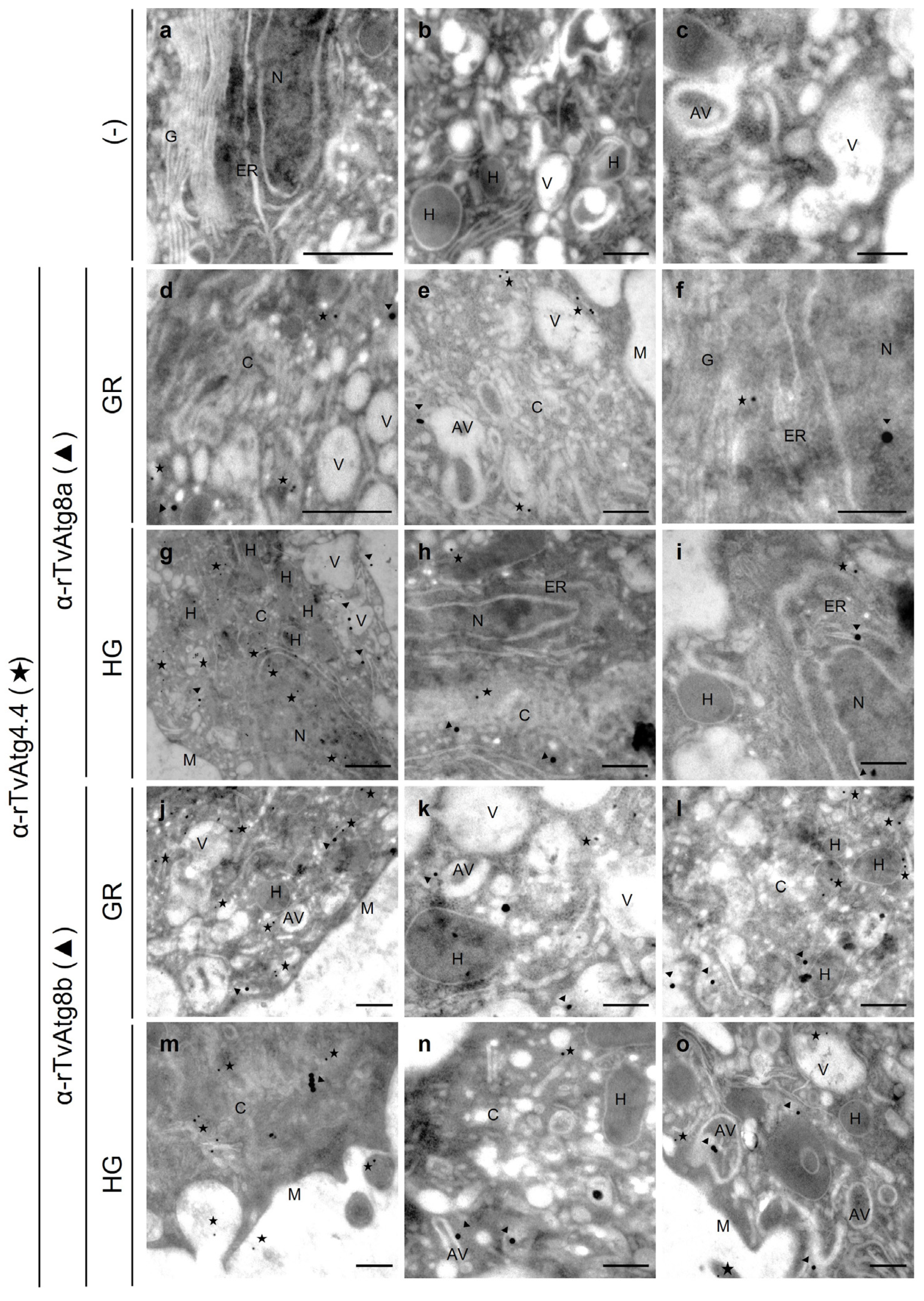Preprints 186827 g011