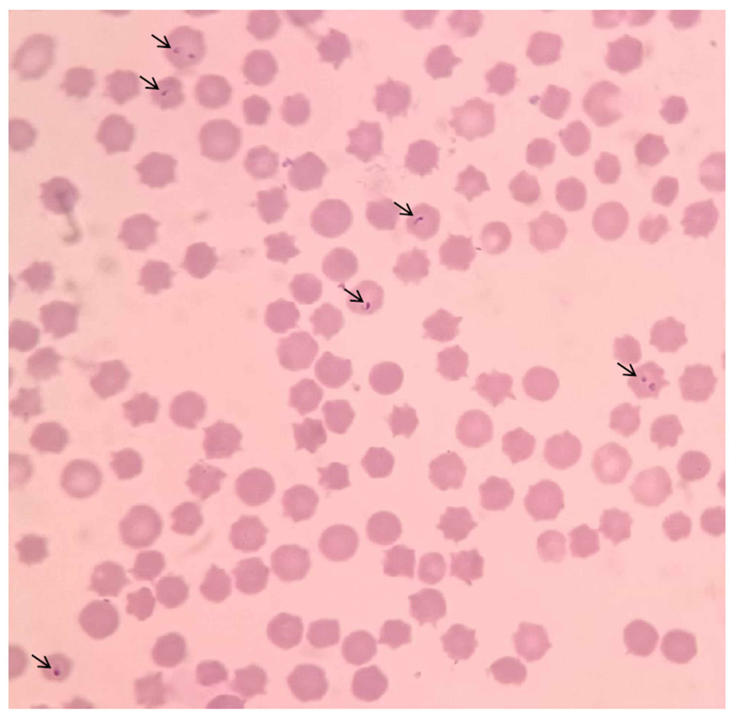 Preprints 77104 g002