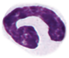 Preprints 229151 i002 Preprints 229151 i002