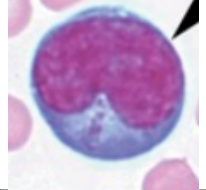 Preprints 229151 i007 Preprints 229151 i007