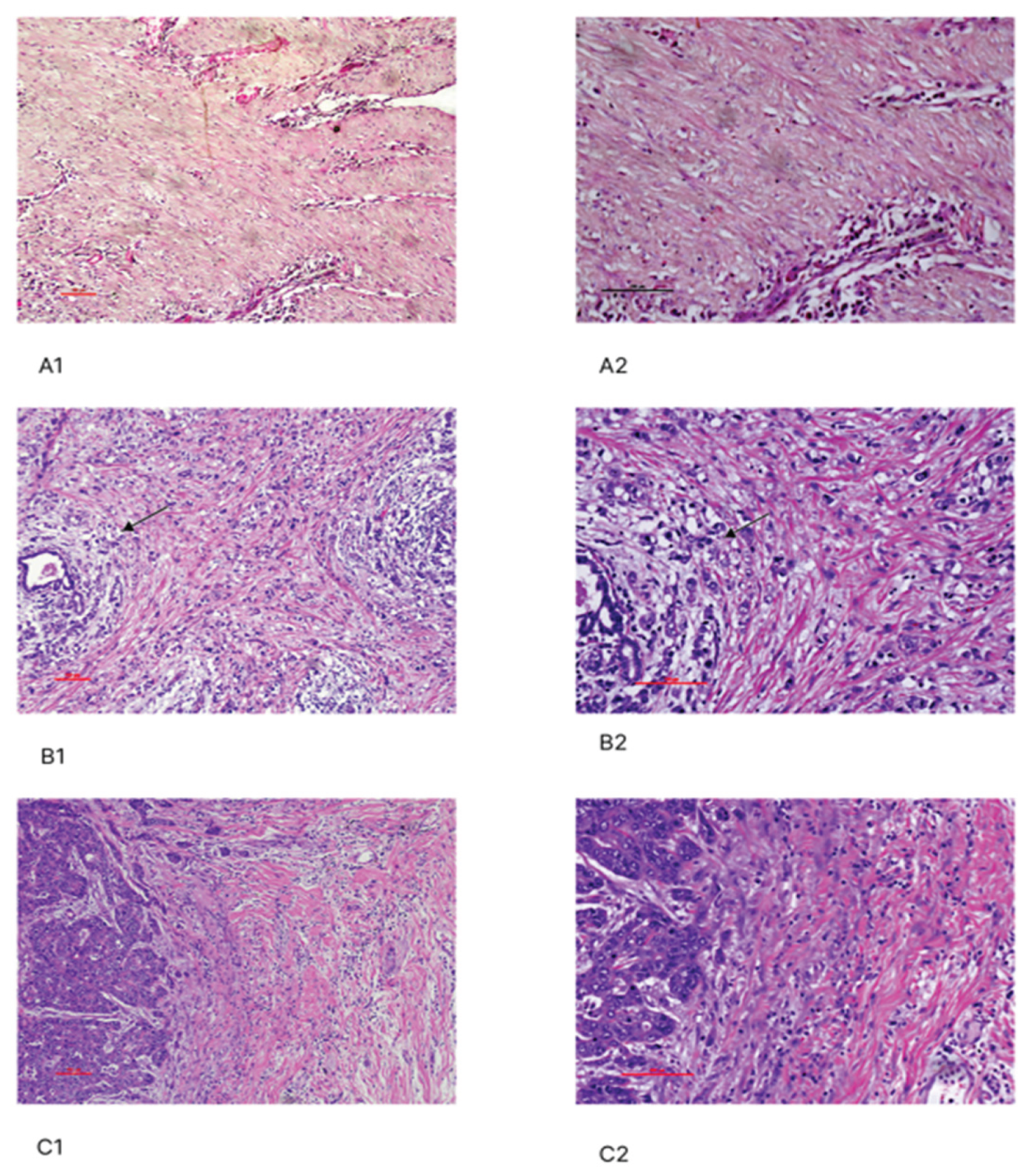 Preprints 191442 g001