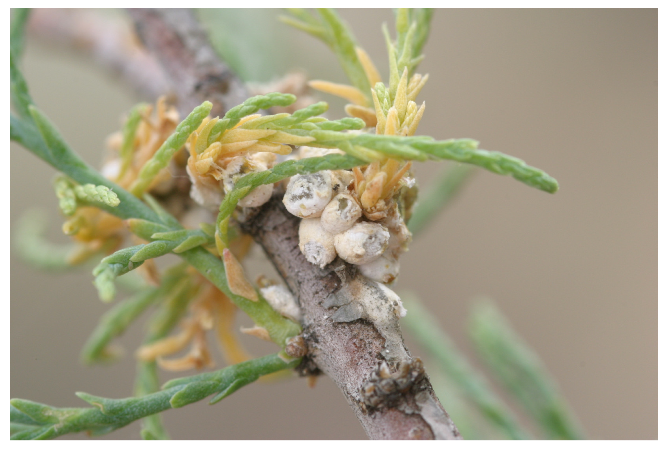 Preprints 190943 g003