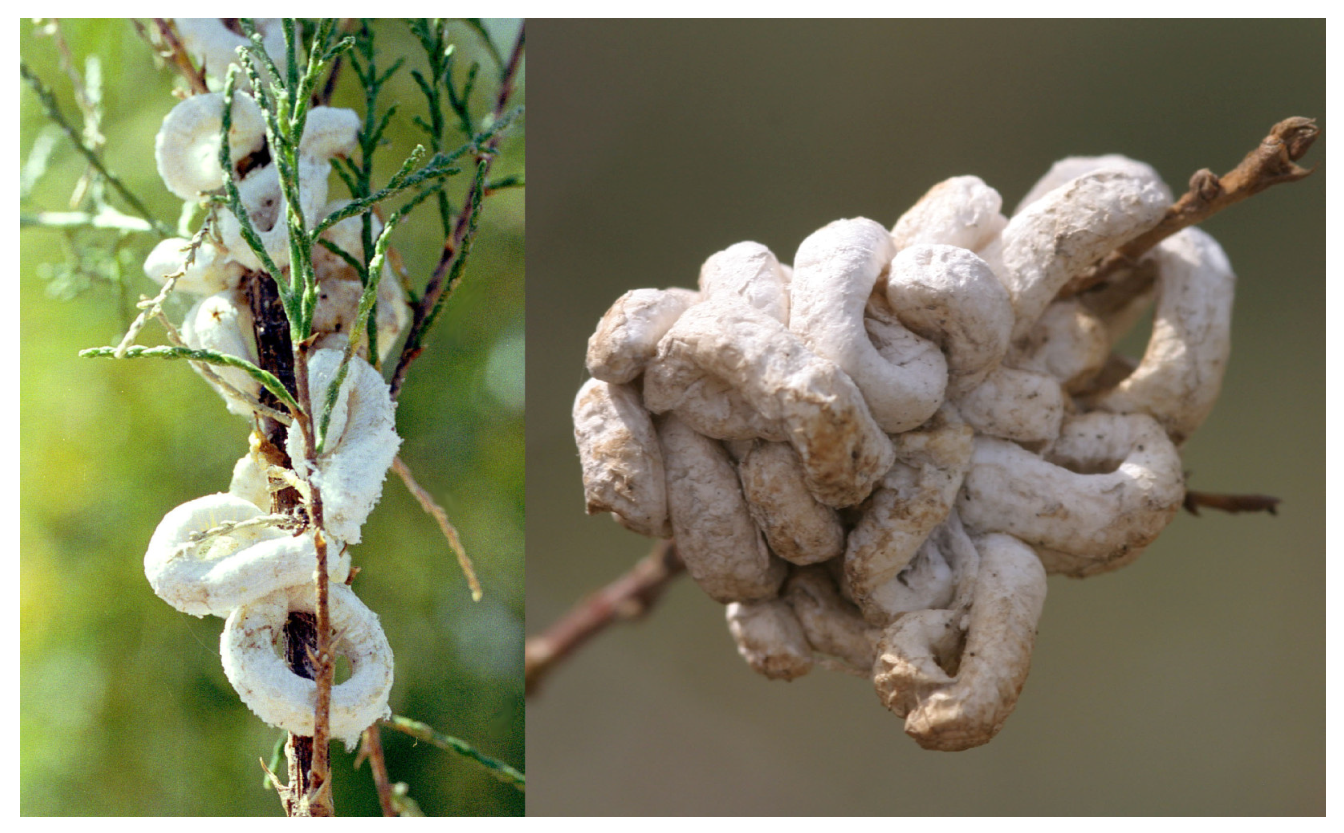 Preprints 190943 g004