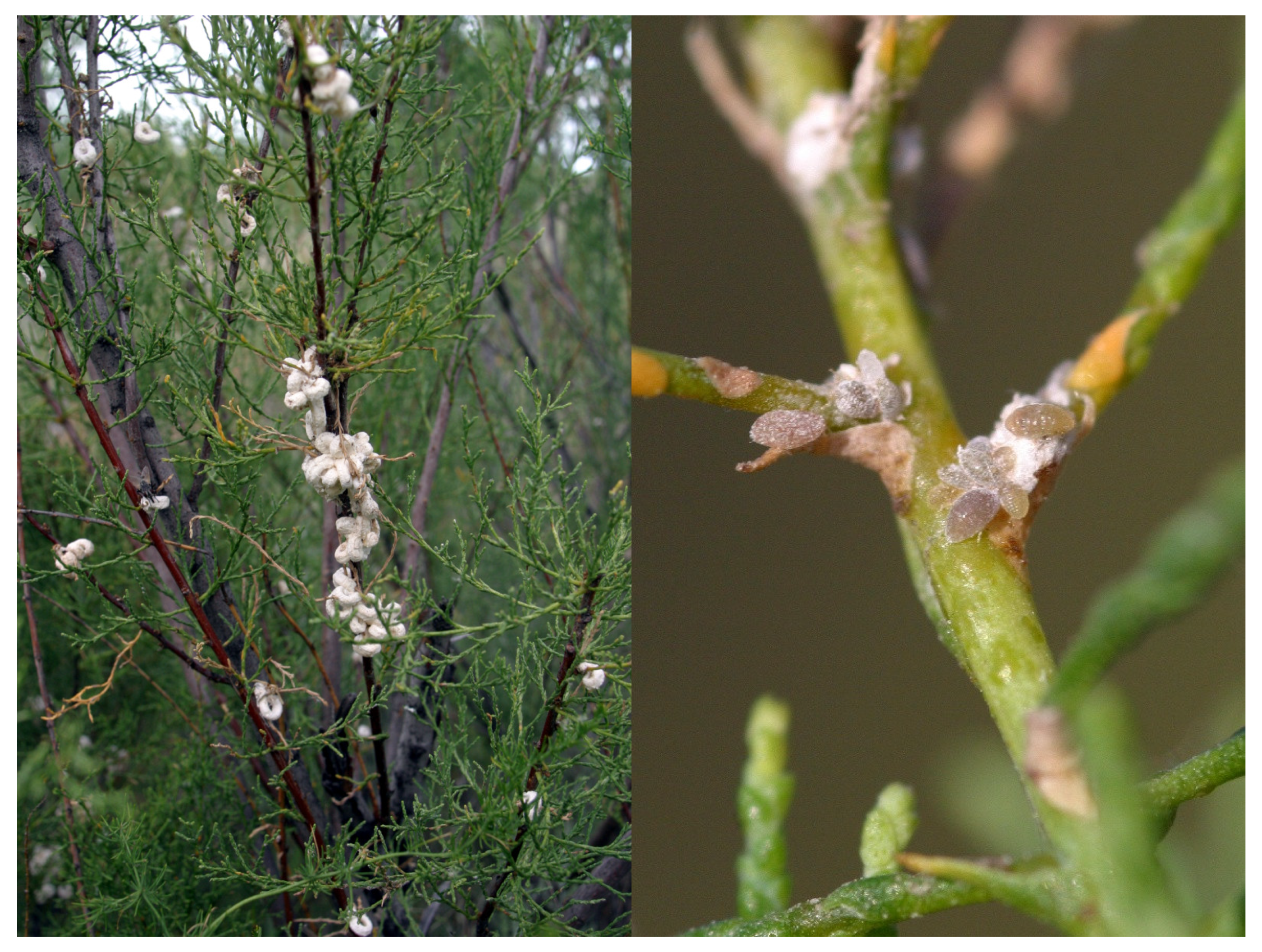 Preprints 190943 g005