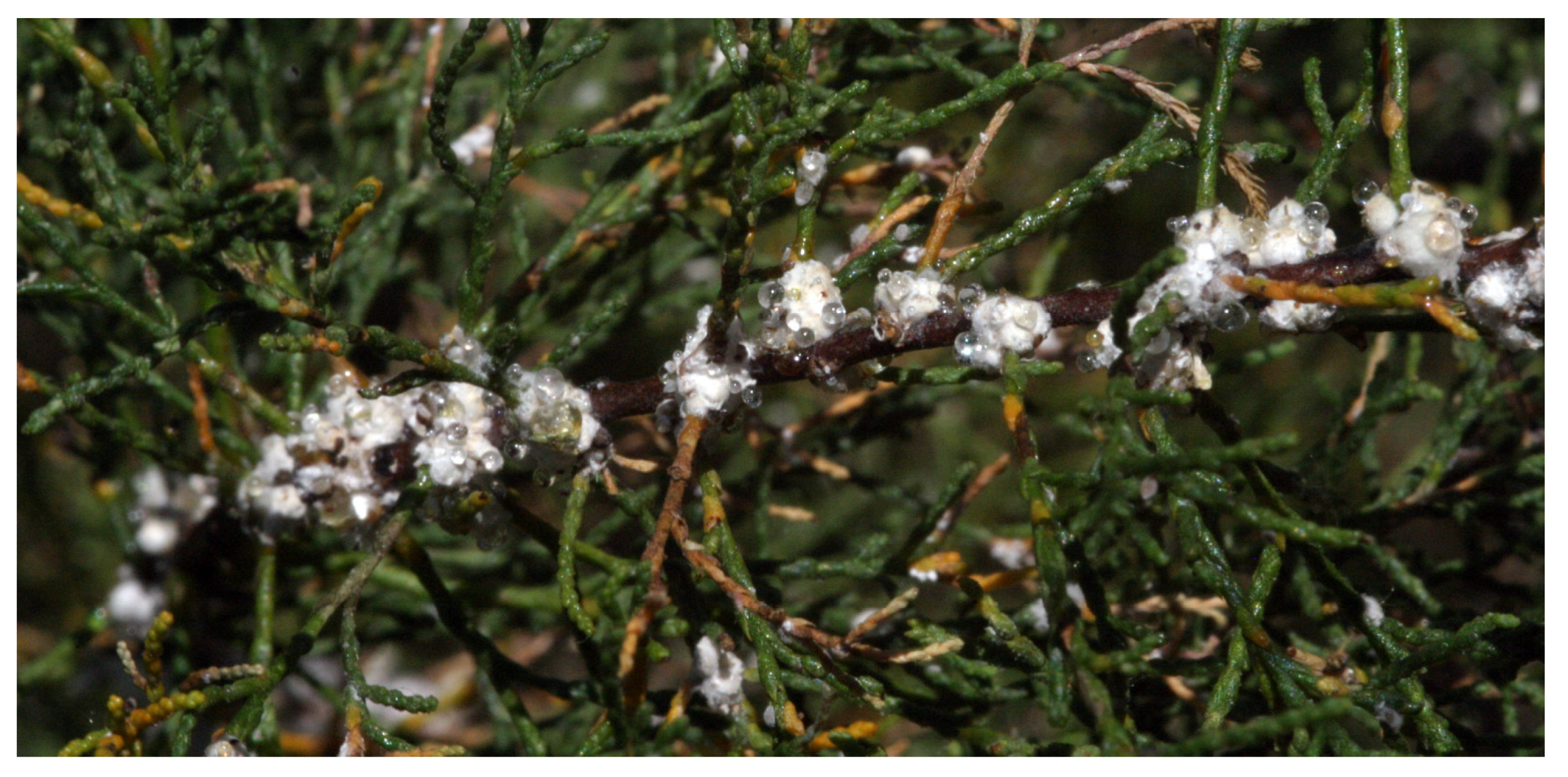 Preprints 190943 g006