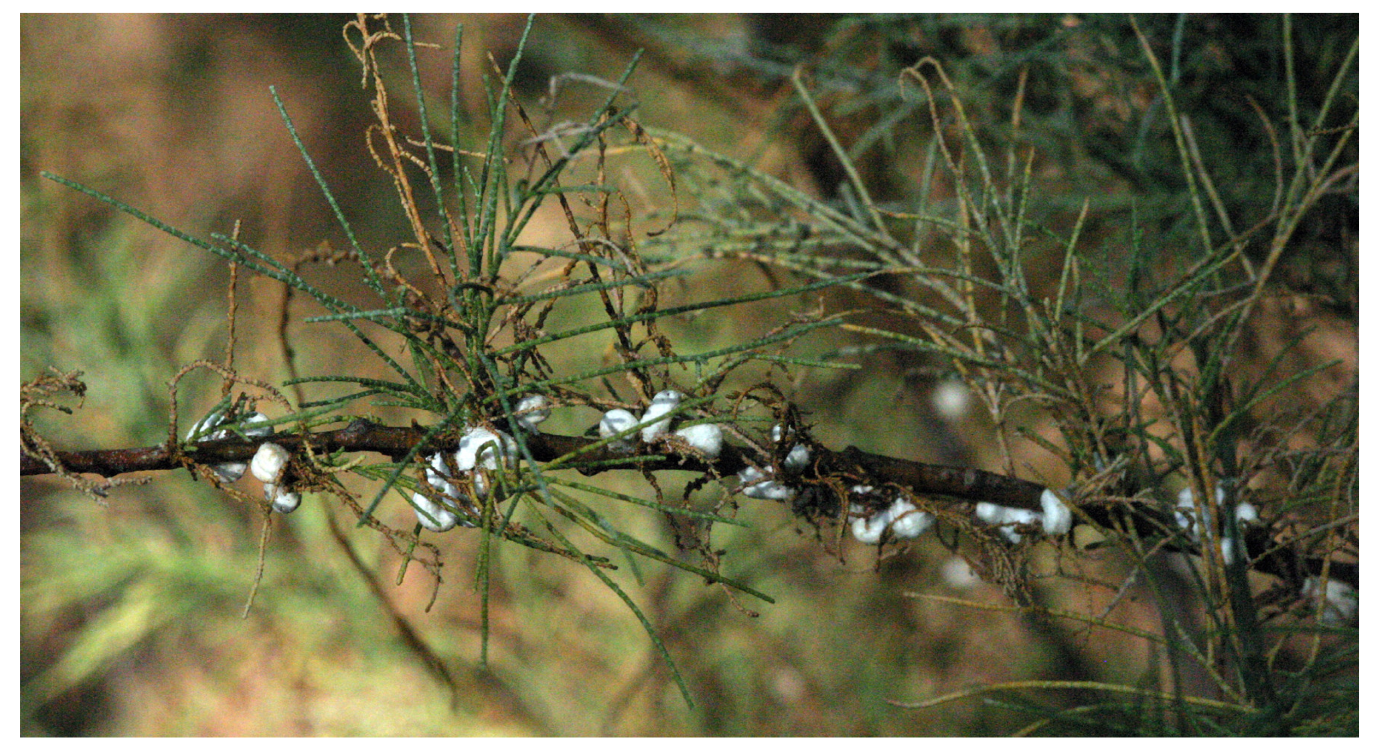 Preprints 190943 g007