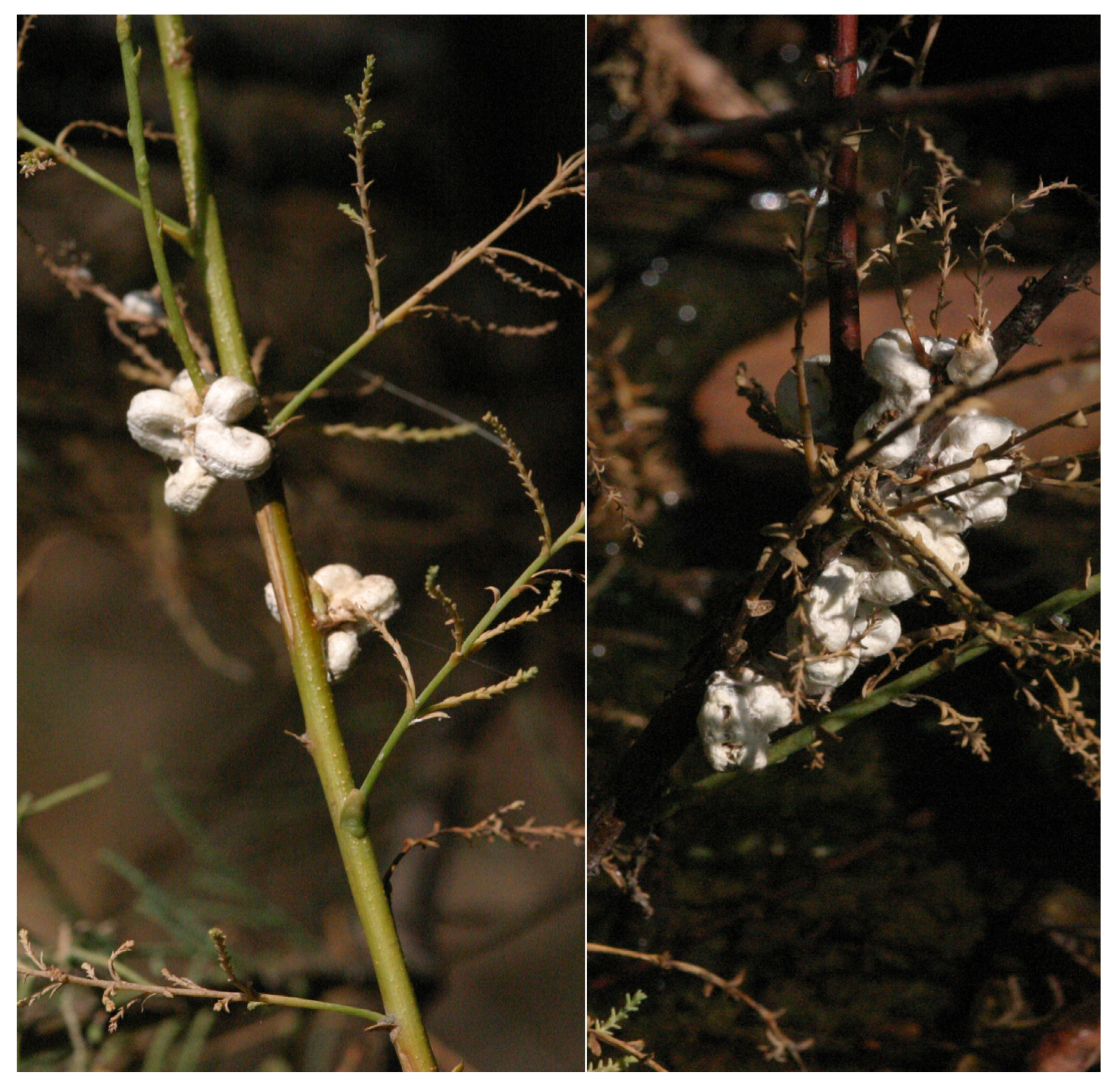 Preprints 190943 g008