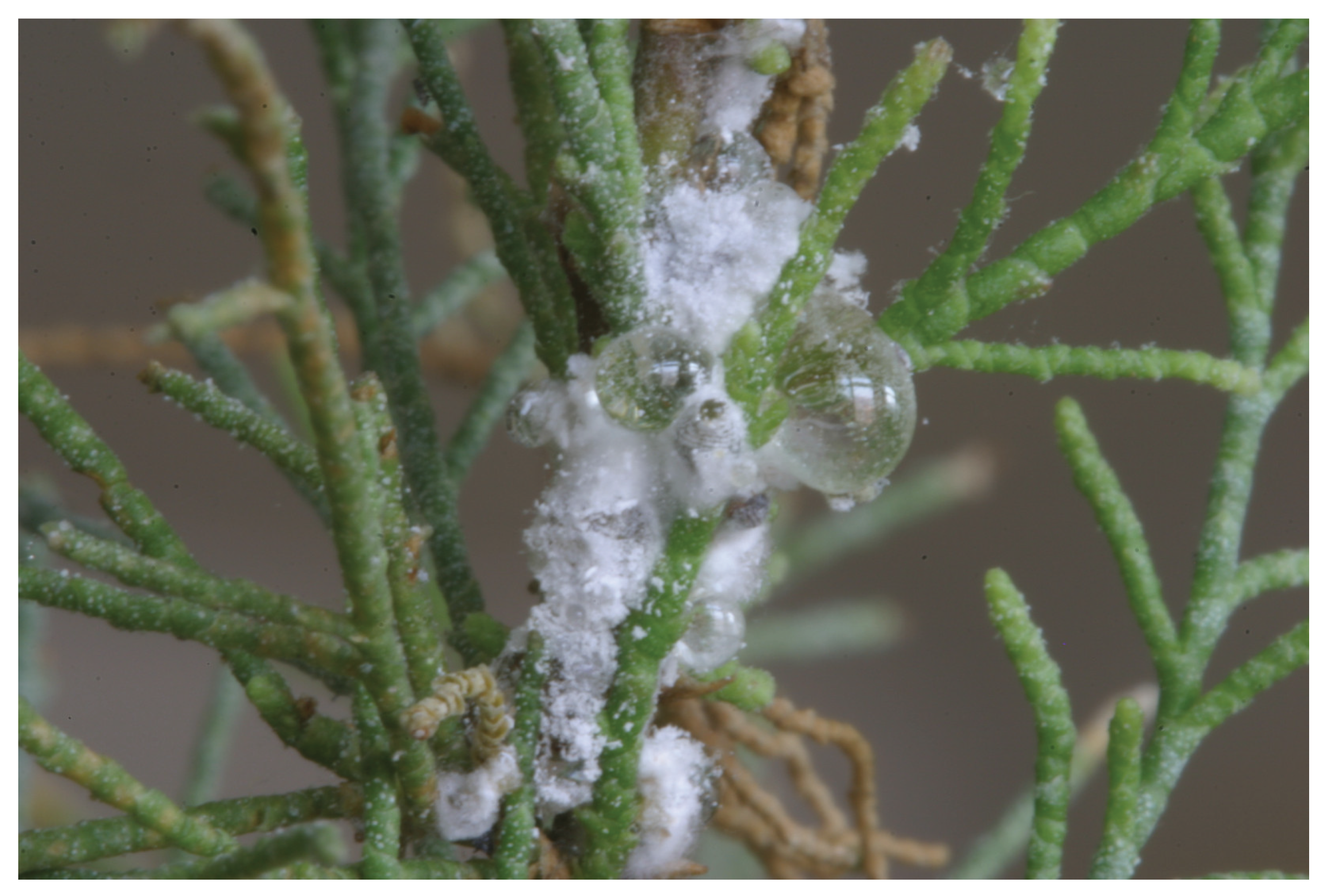 Preprints 190943 g009