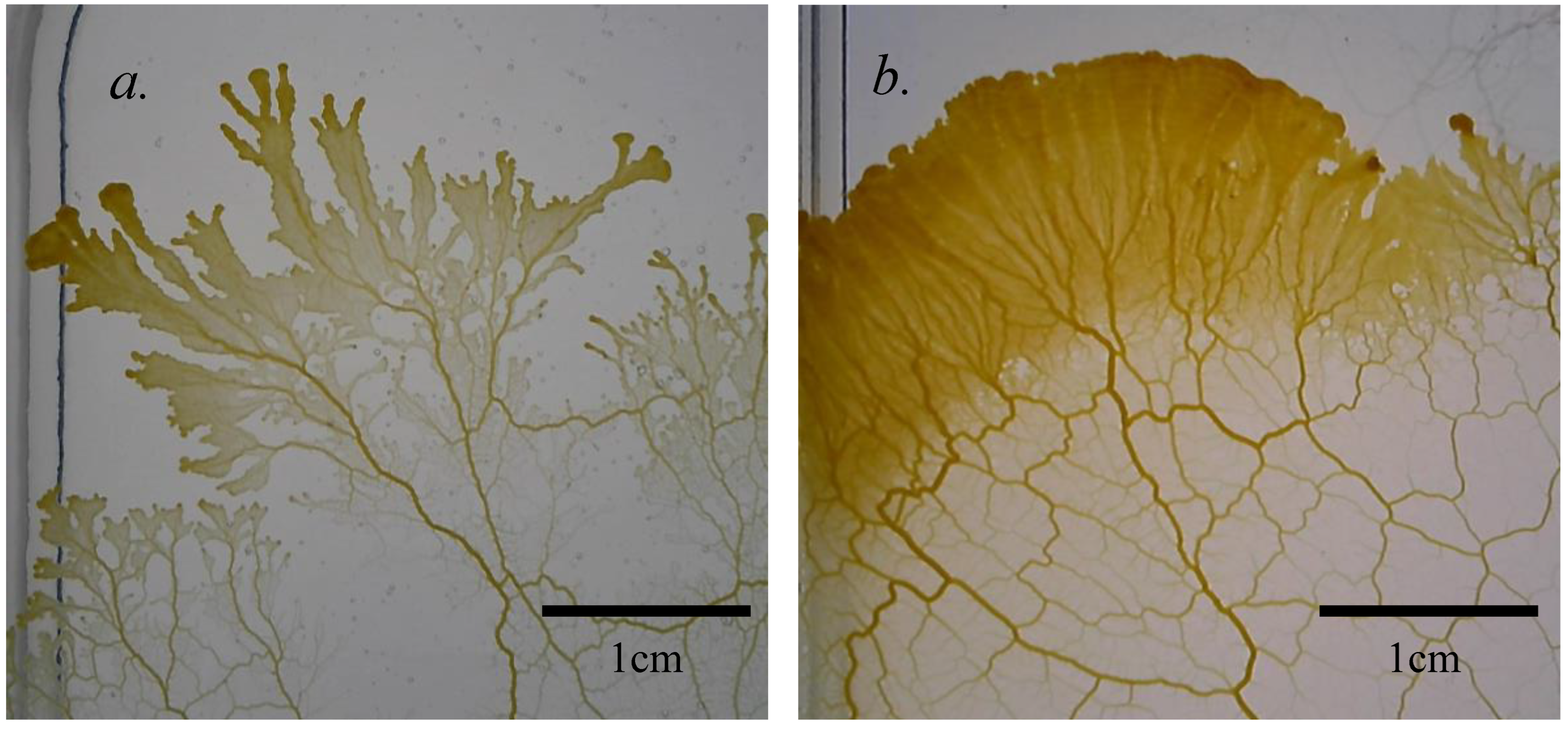 Preprints 156266 g001
