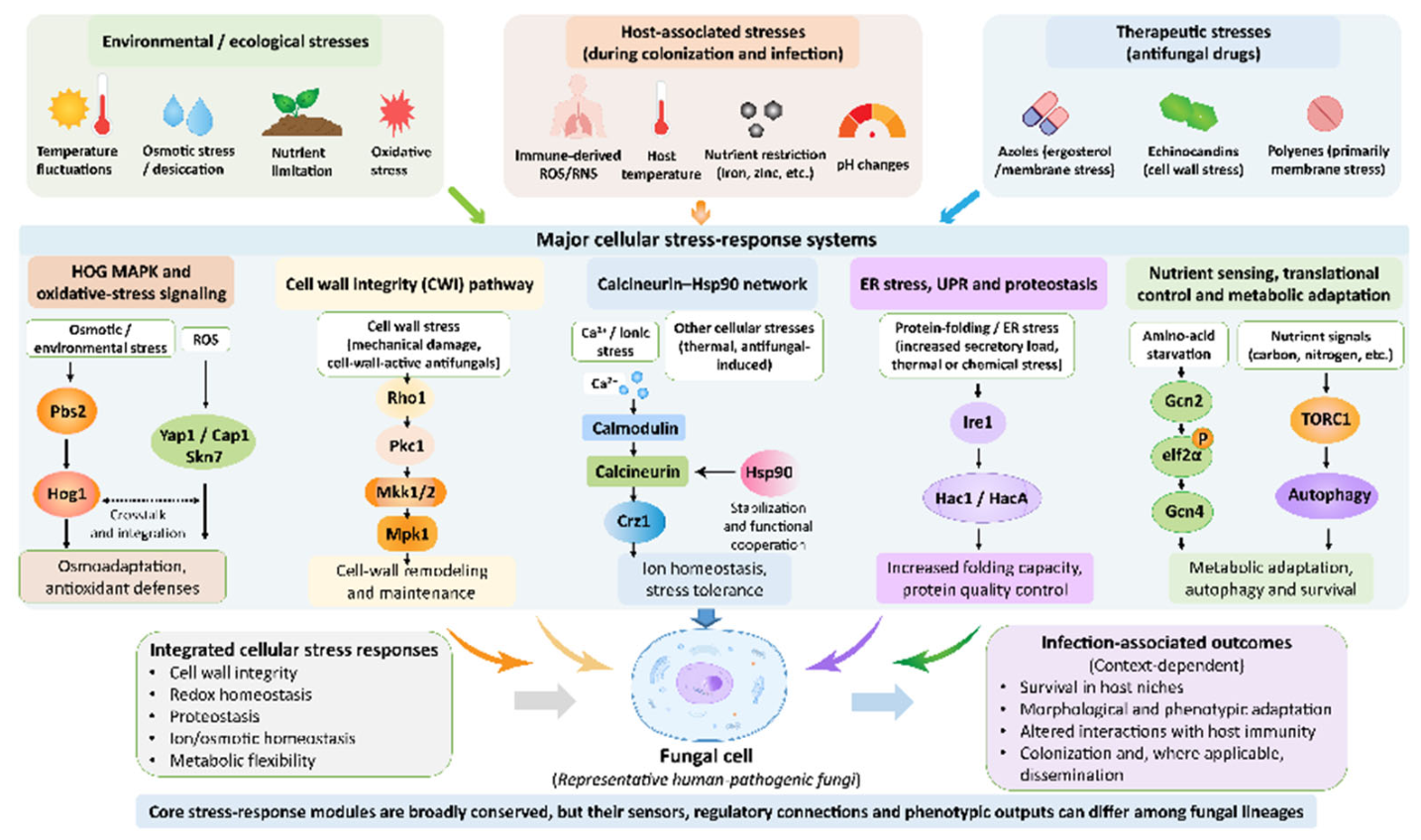 Preprints 236162 g002 Preprints 236162 g002