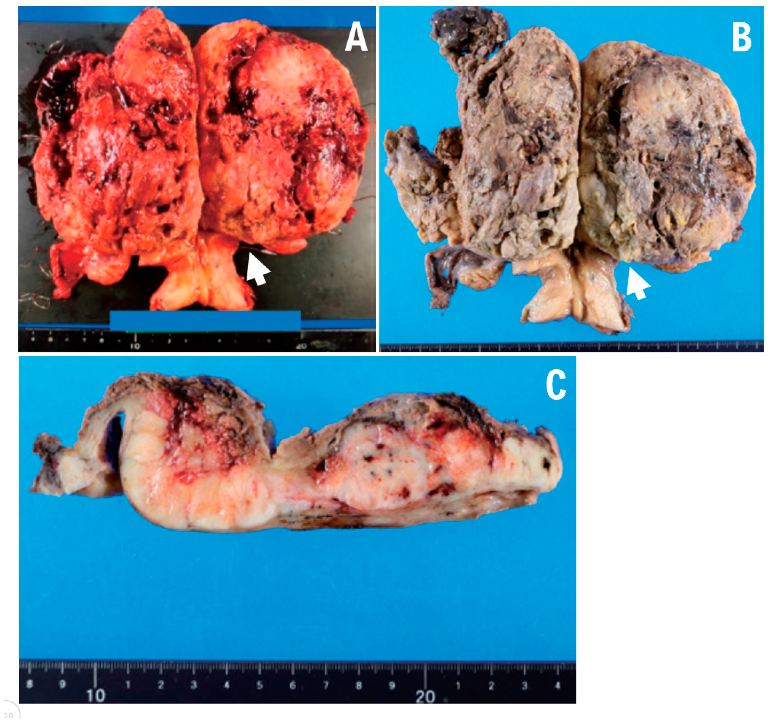 Preprints 187808 g002