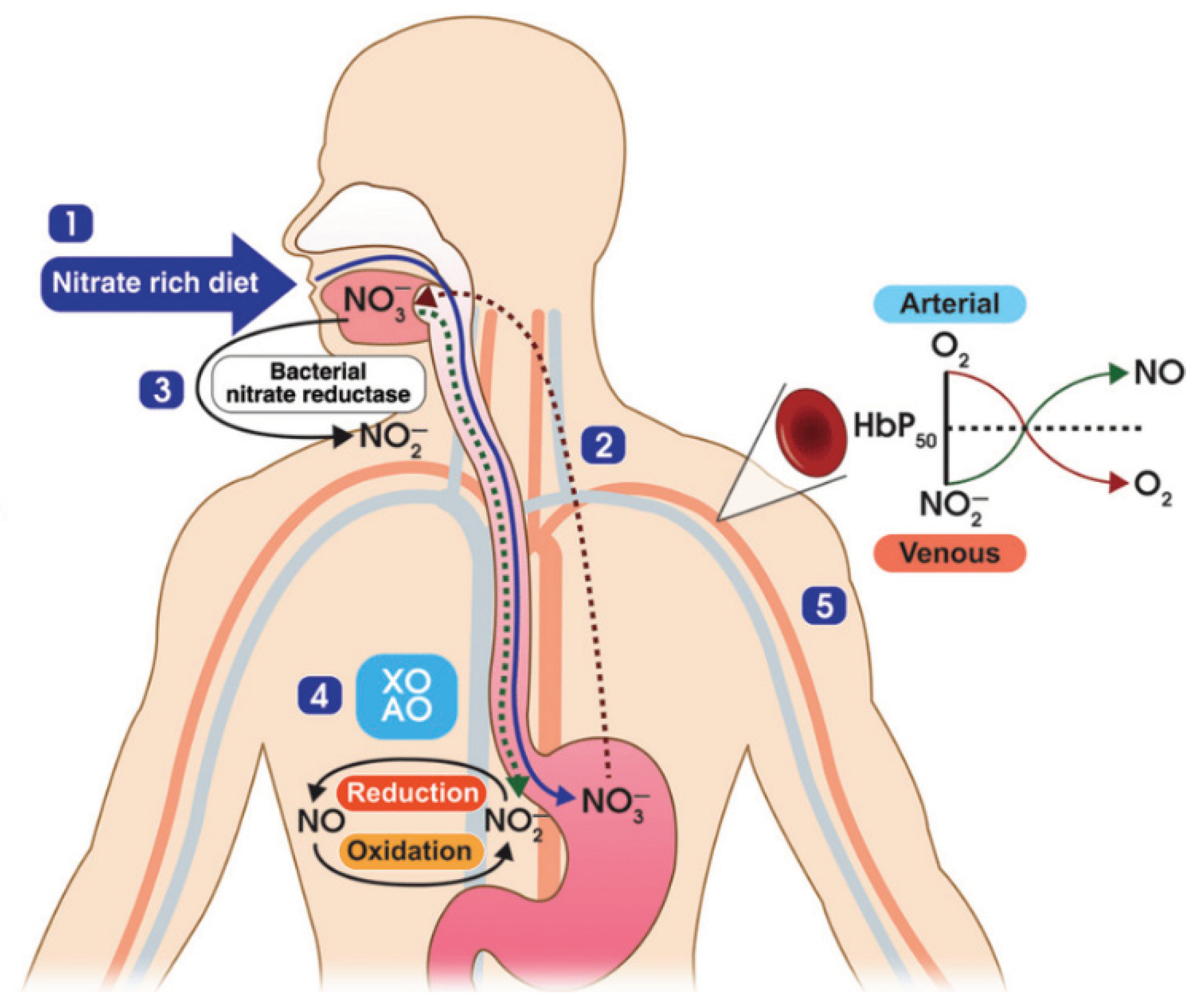 Preprints 100451 g001