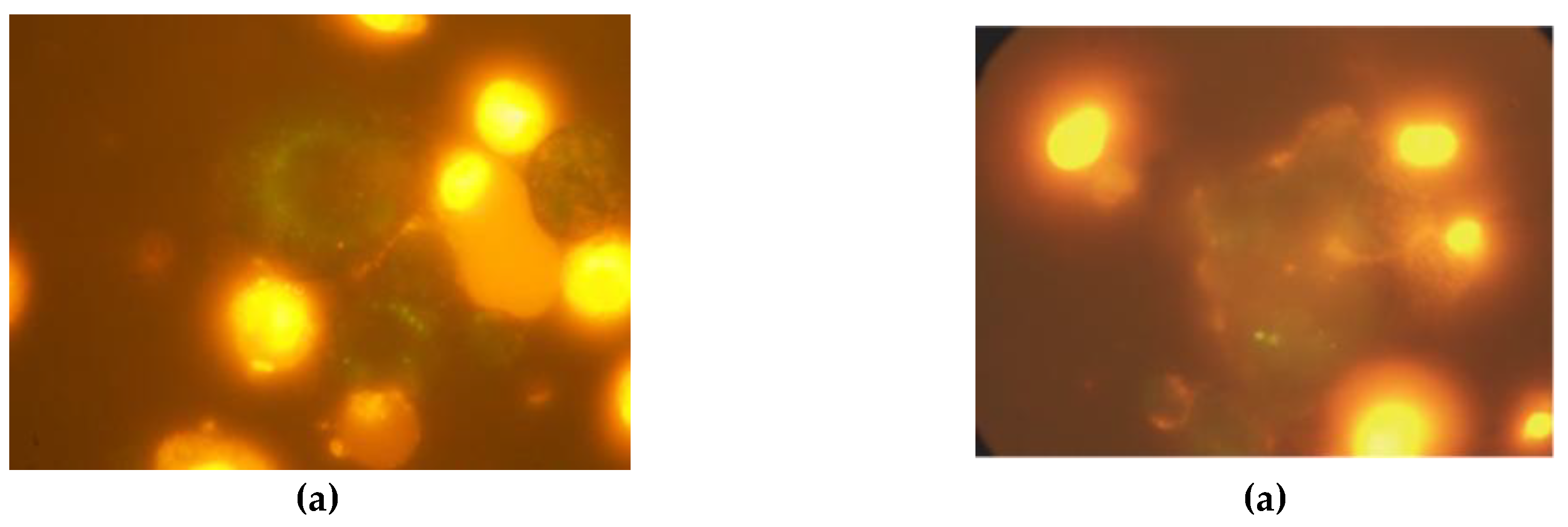 Preprints 209388 g006a