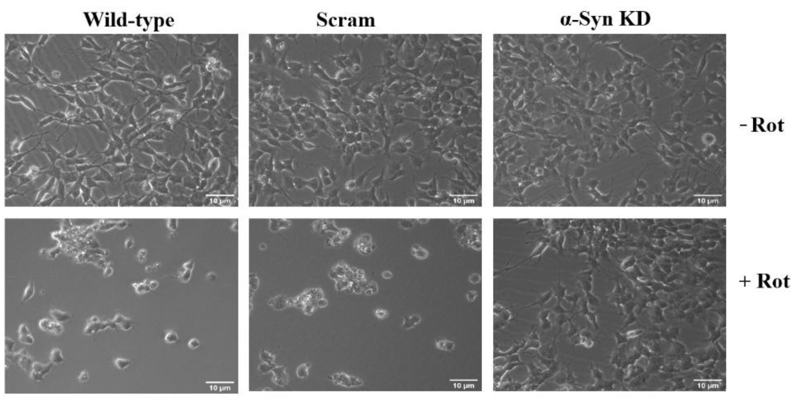 Preprints 164573 g002