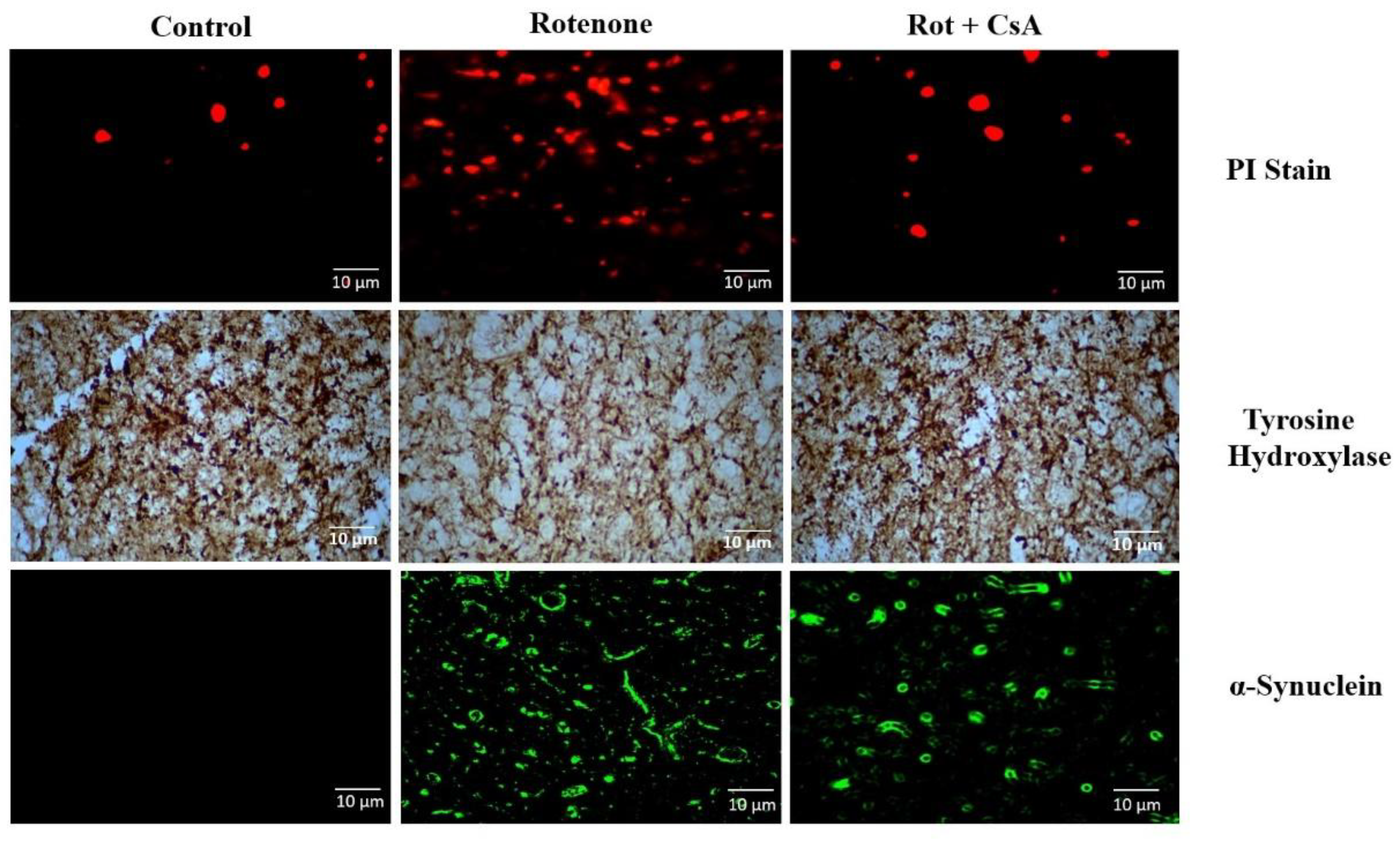 Preprints 164573 g006