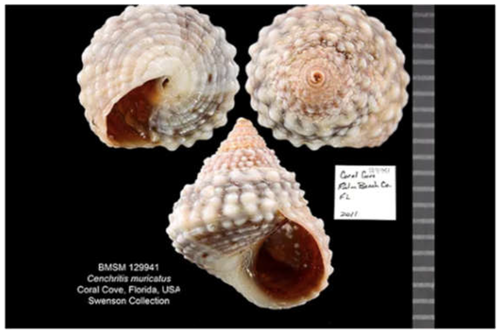 Preprints 199389 g002