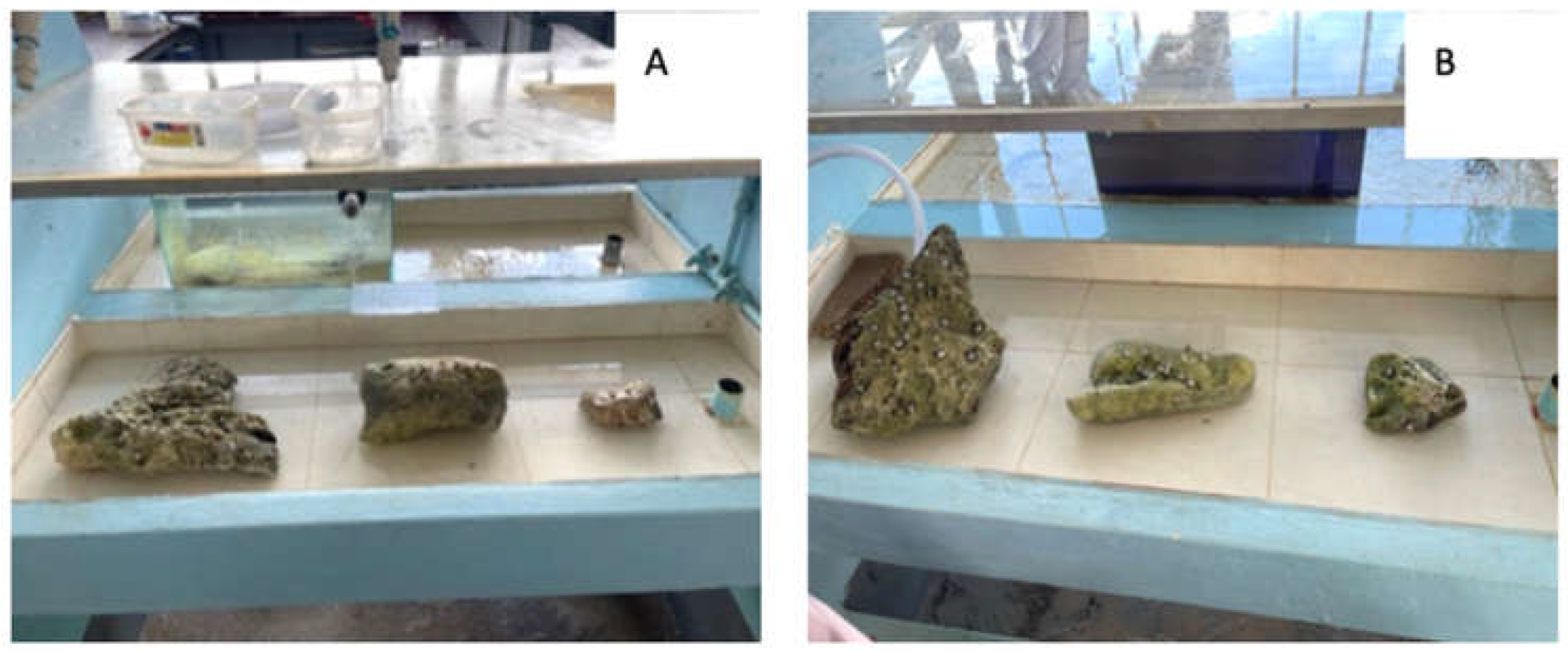 Preprints 199389 g0a2