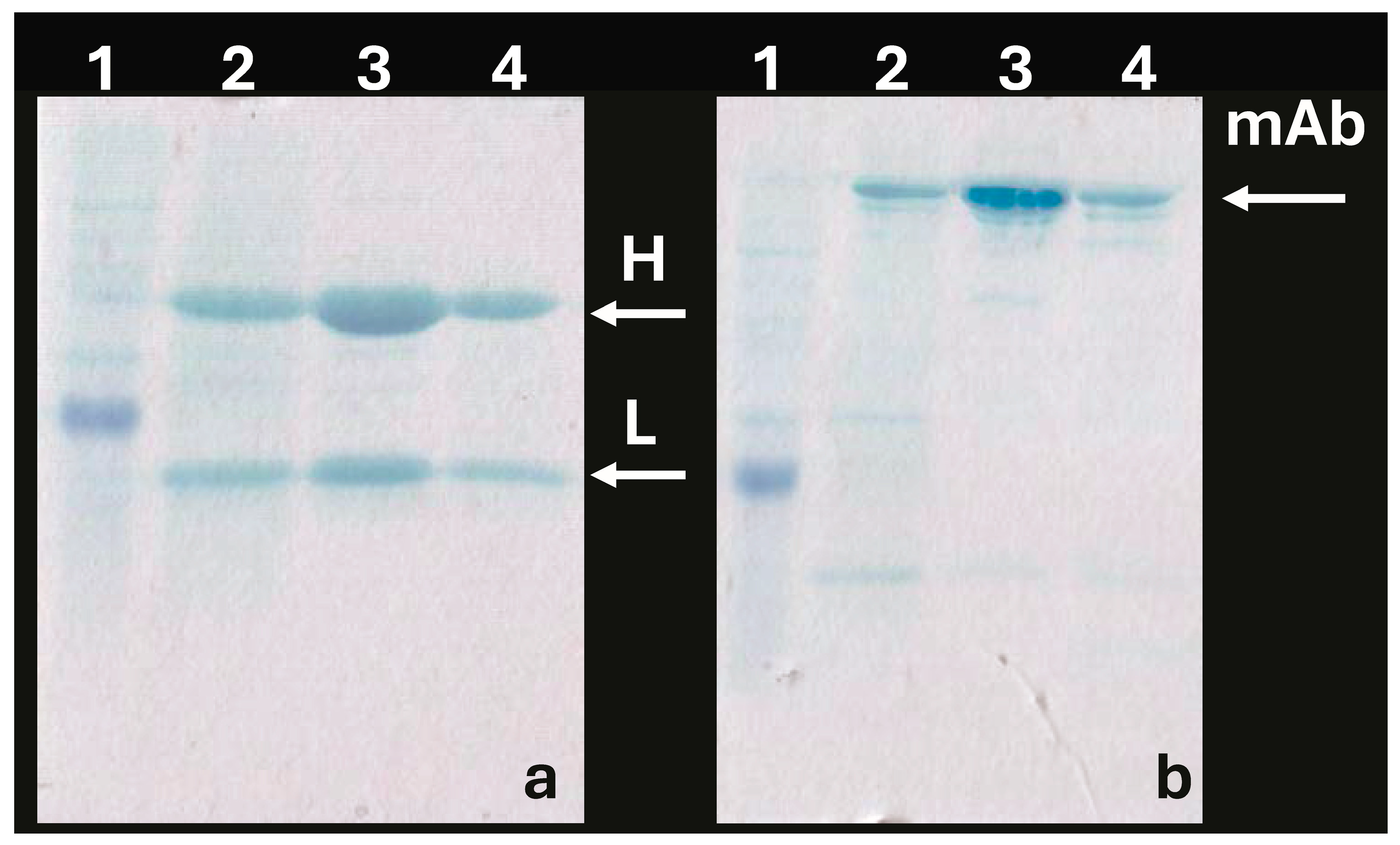 Preprints 205095 g008 Preprints 205095 g008