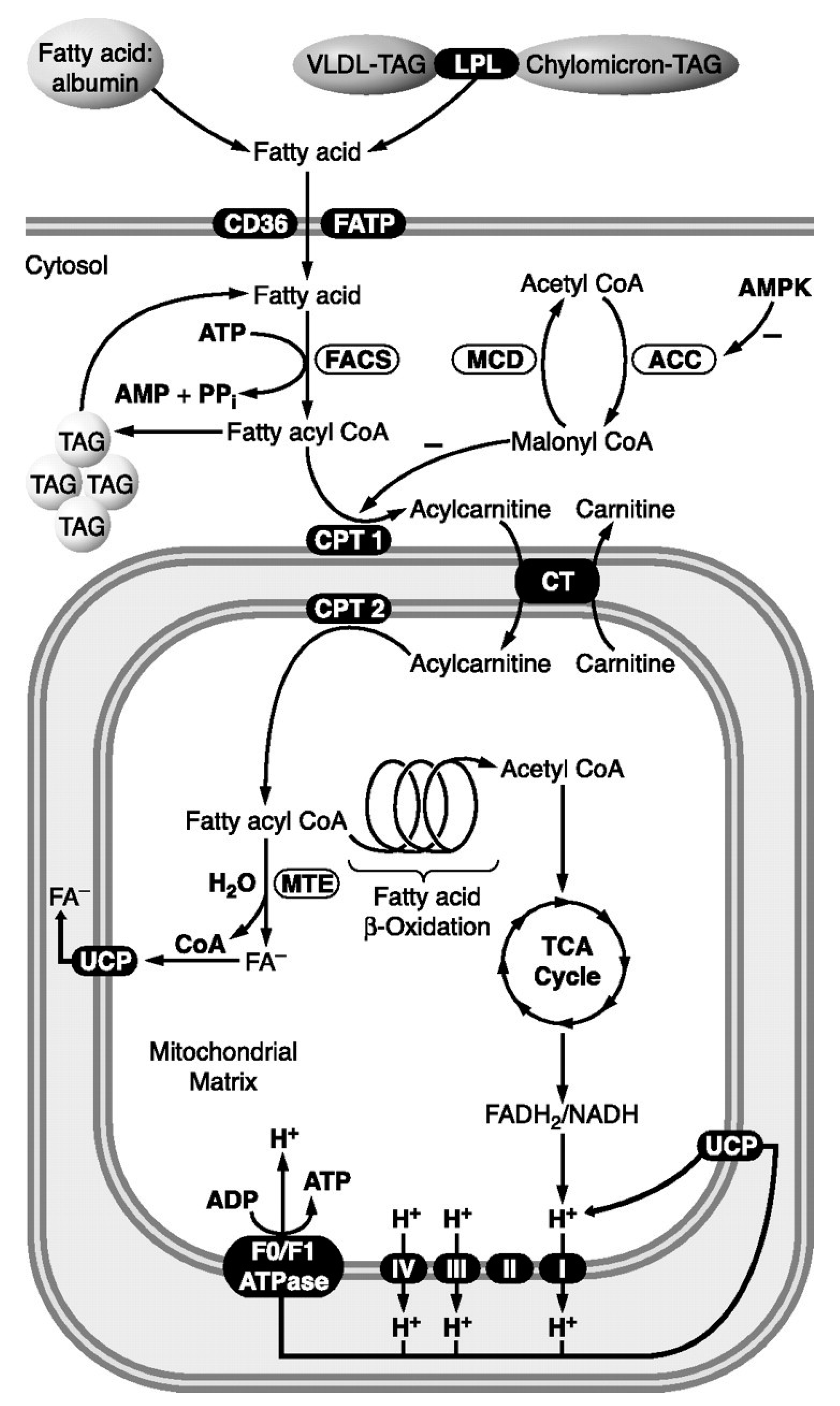 Preprints 137591 g005