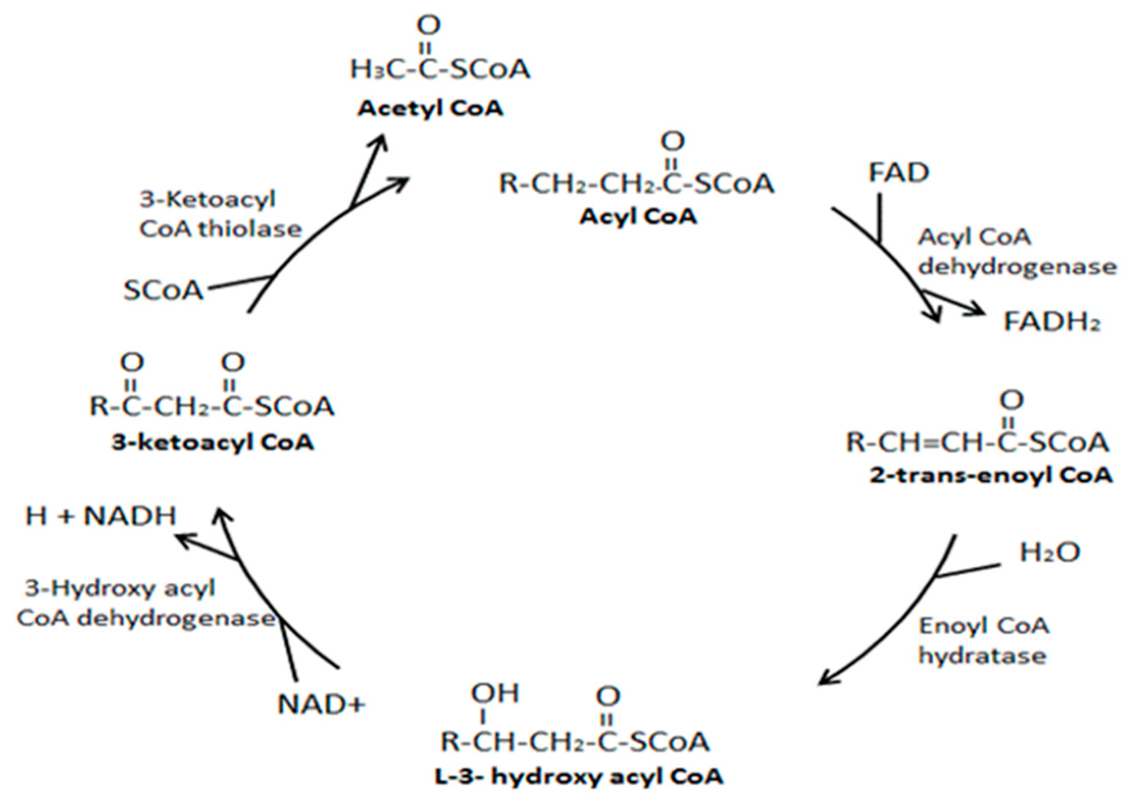 Preprints 137591 g006