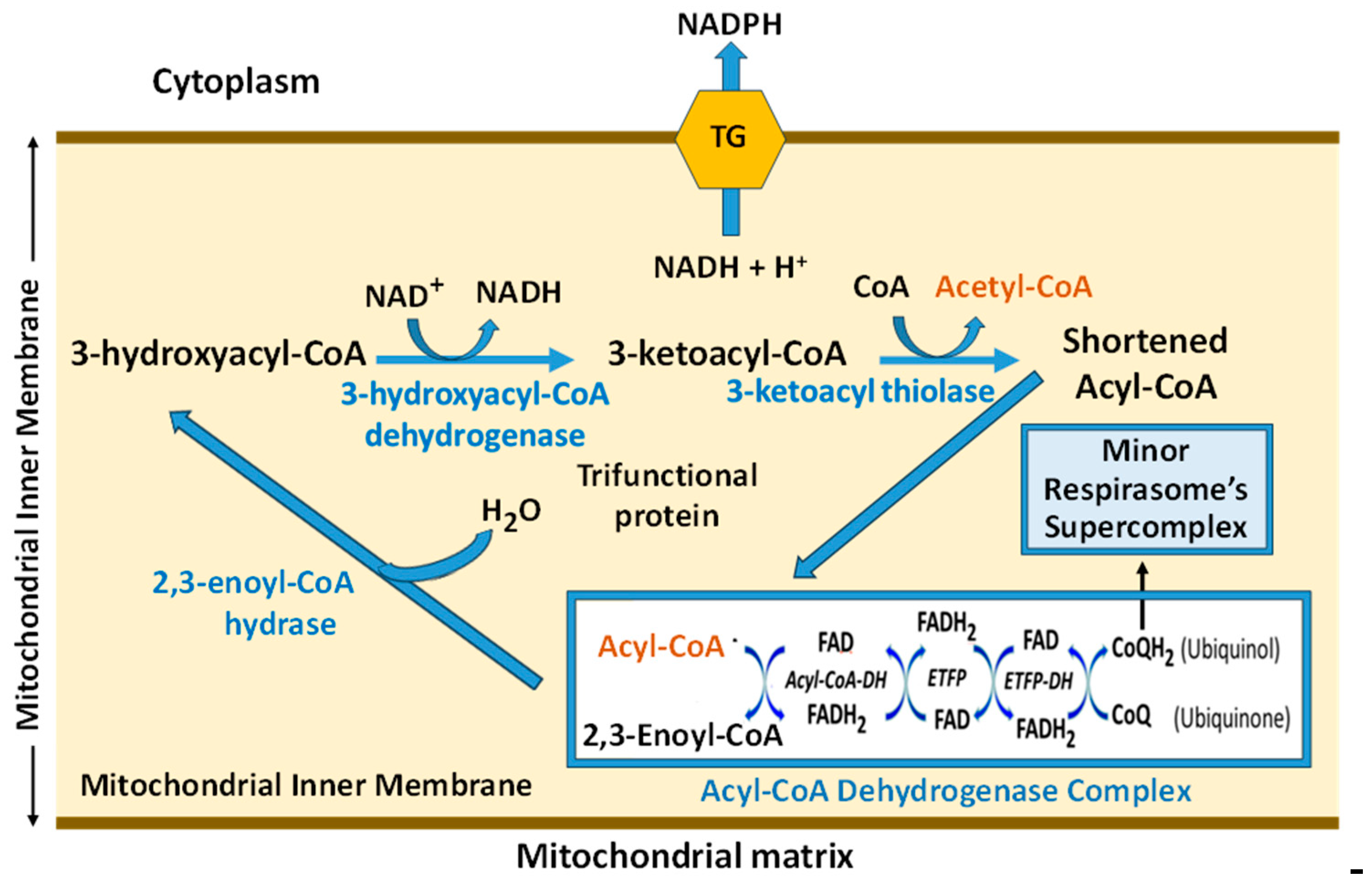 Preprints 137591 g007