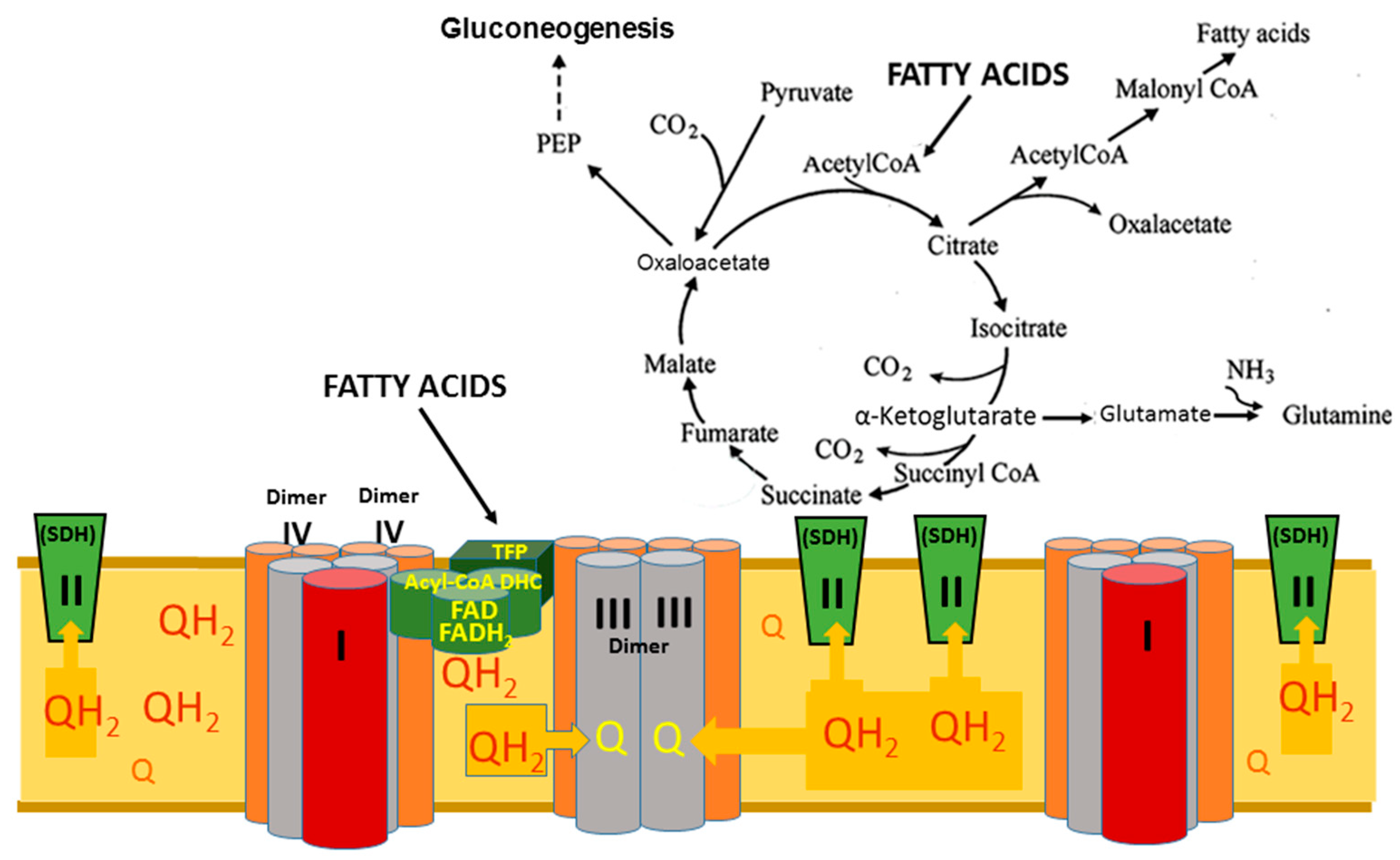 Preprints 137591 g008