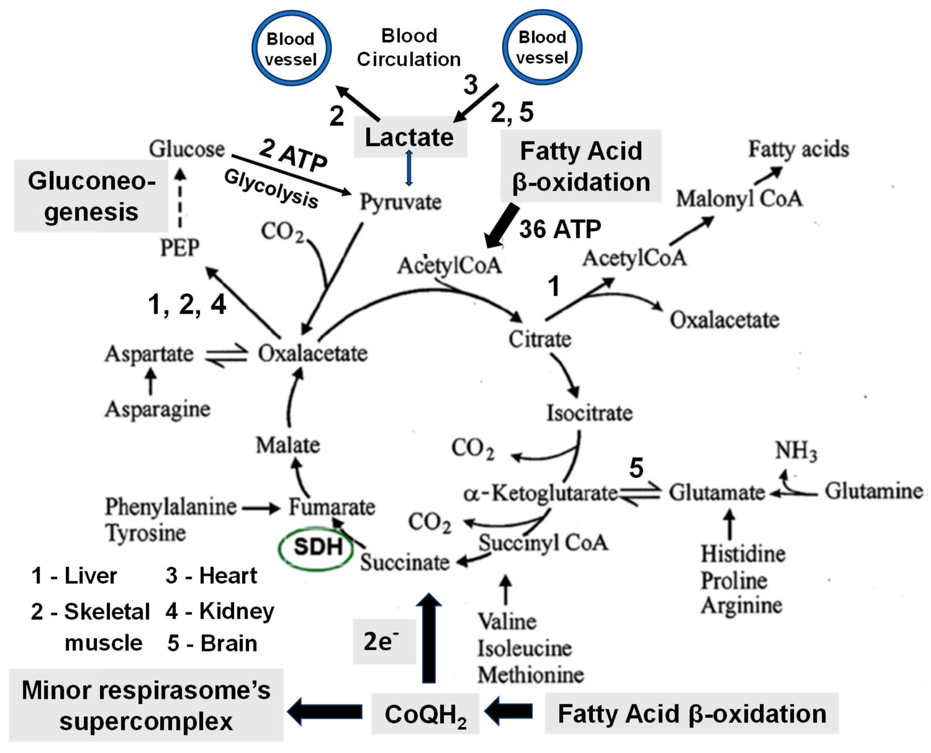 Preprints 137591 g010