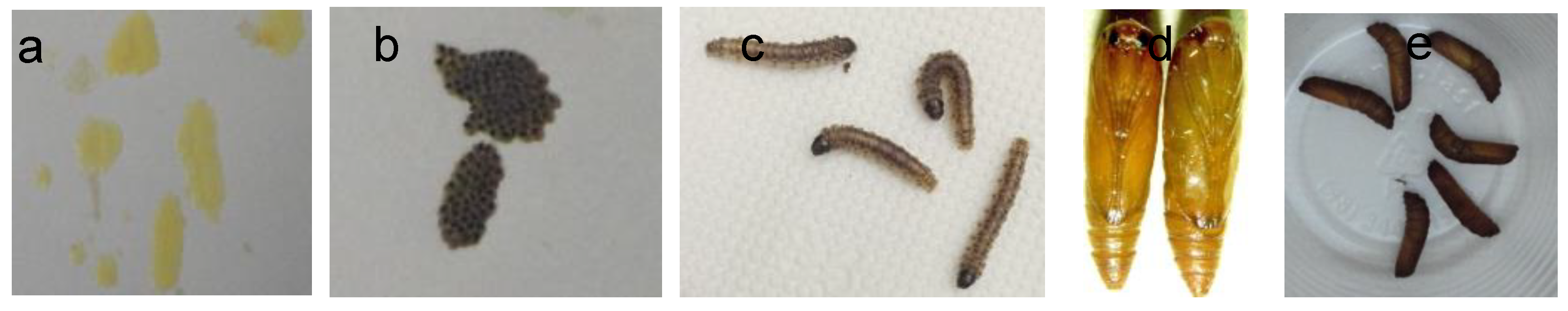 Preprints 155860 g002