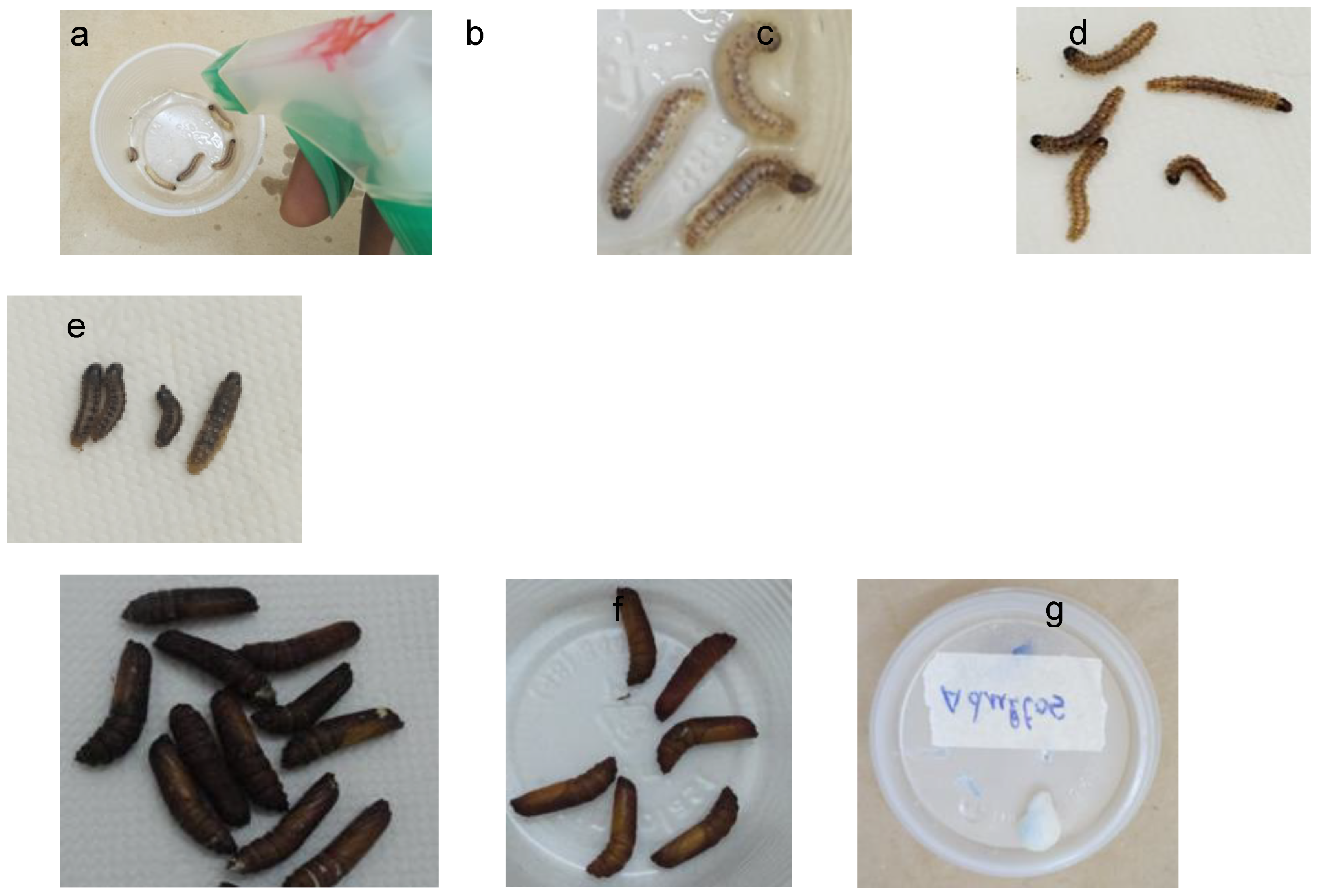 Preprints 155860 g003
