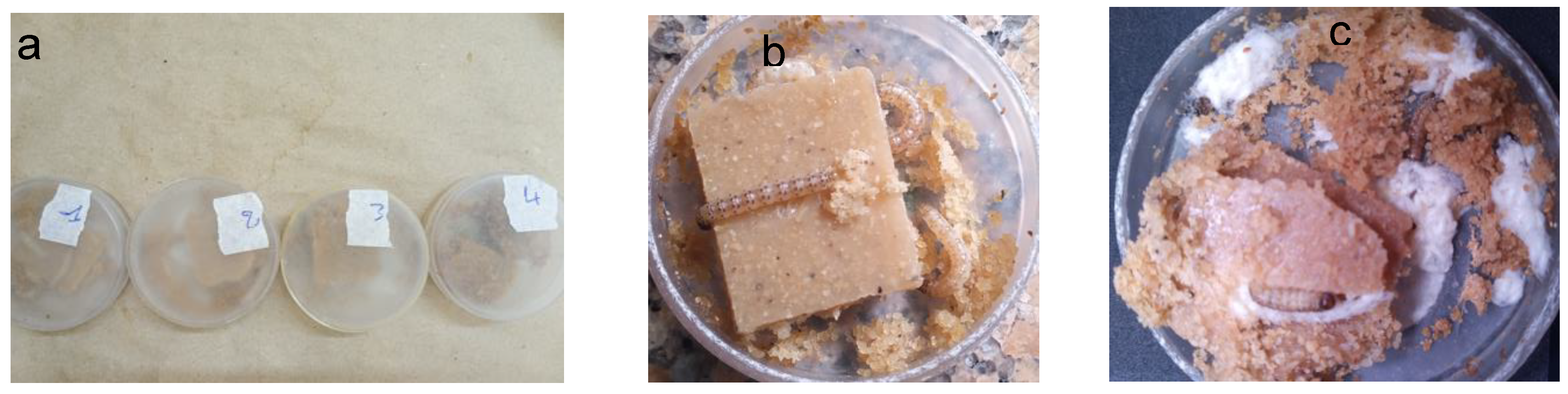 Preprints 155860 g004