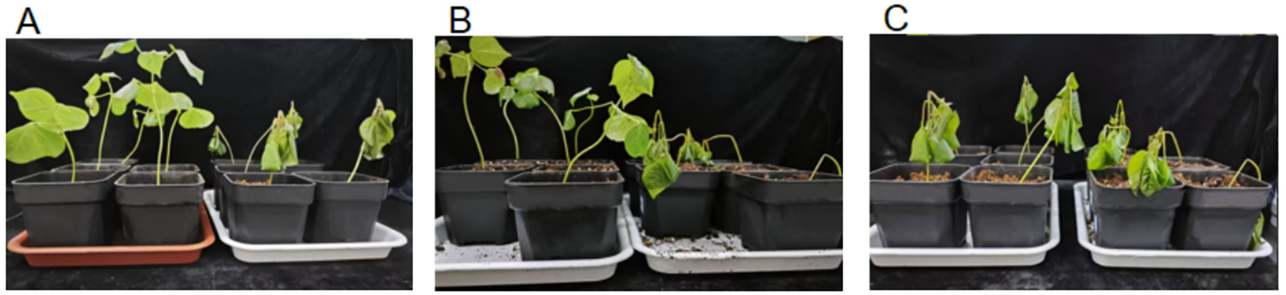 Preprints 201249 g001