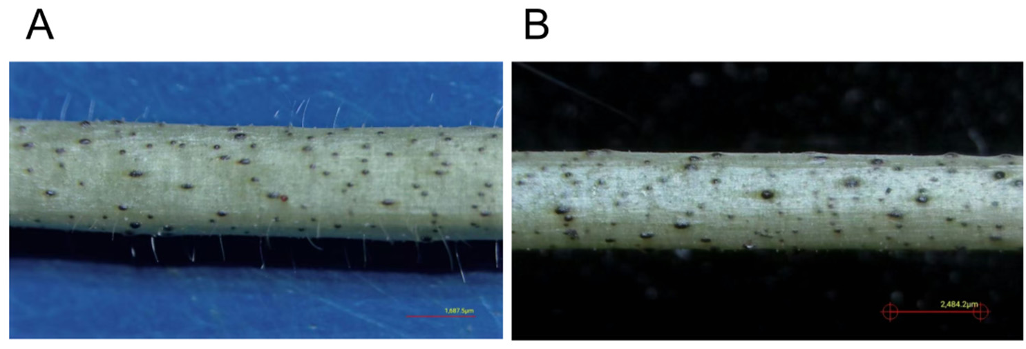 Preprints 201249 g005