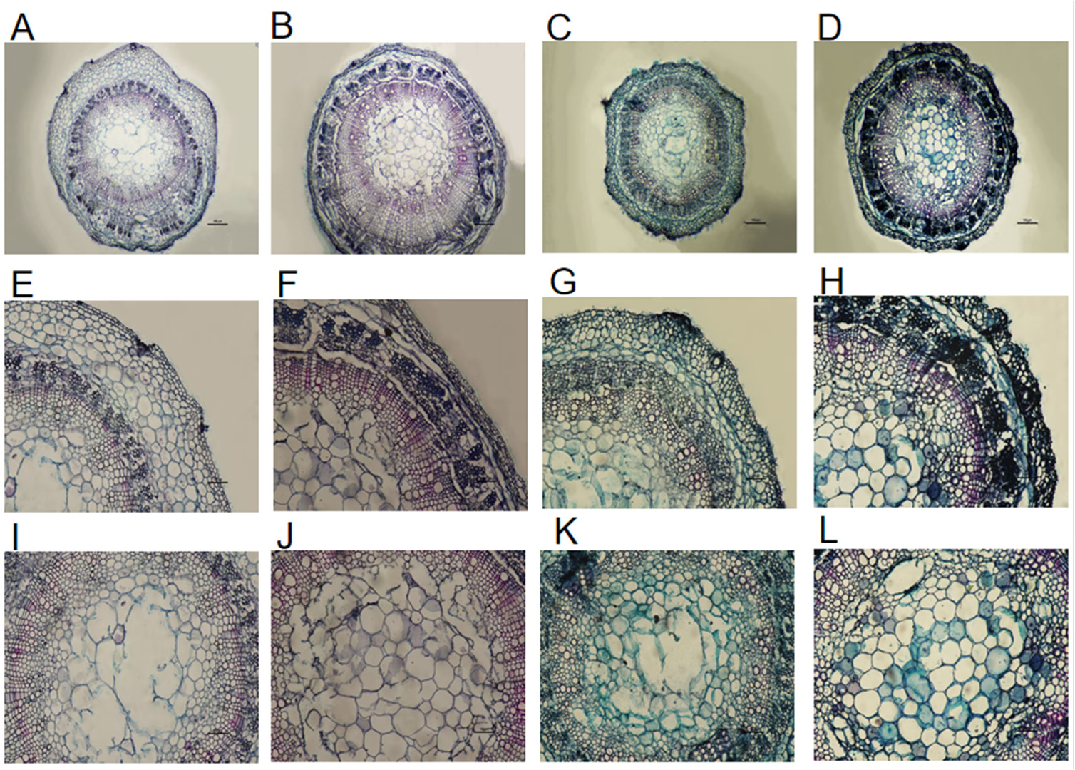Preprints 201249 g008