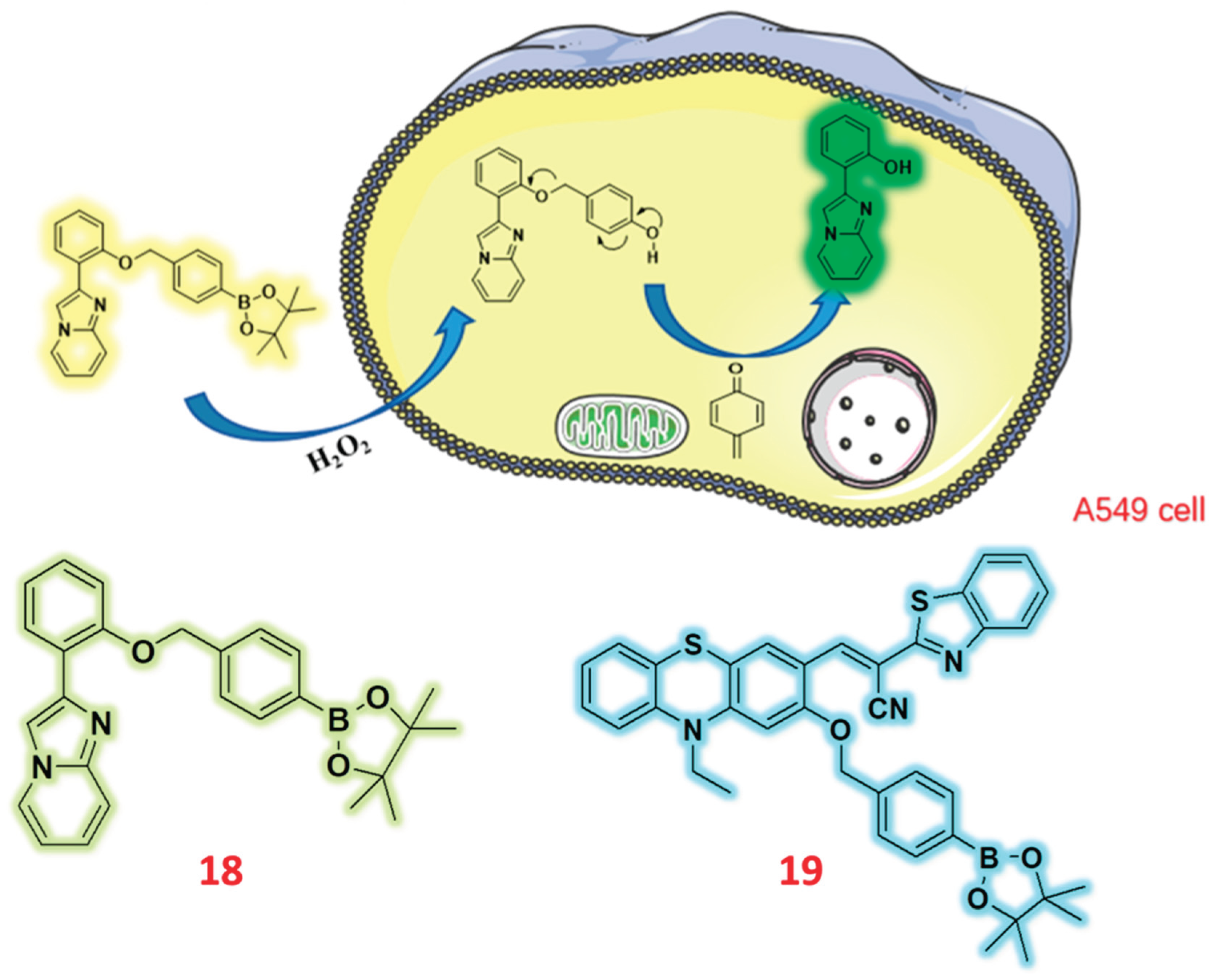 Preprints 166557 g006