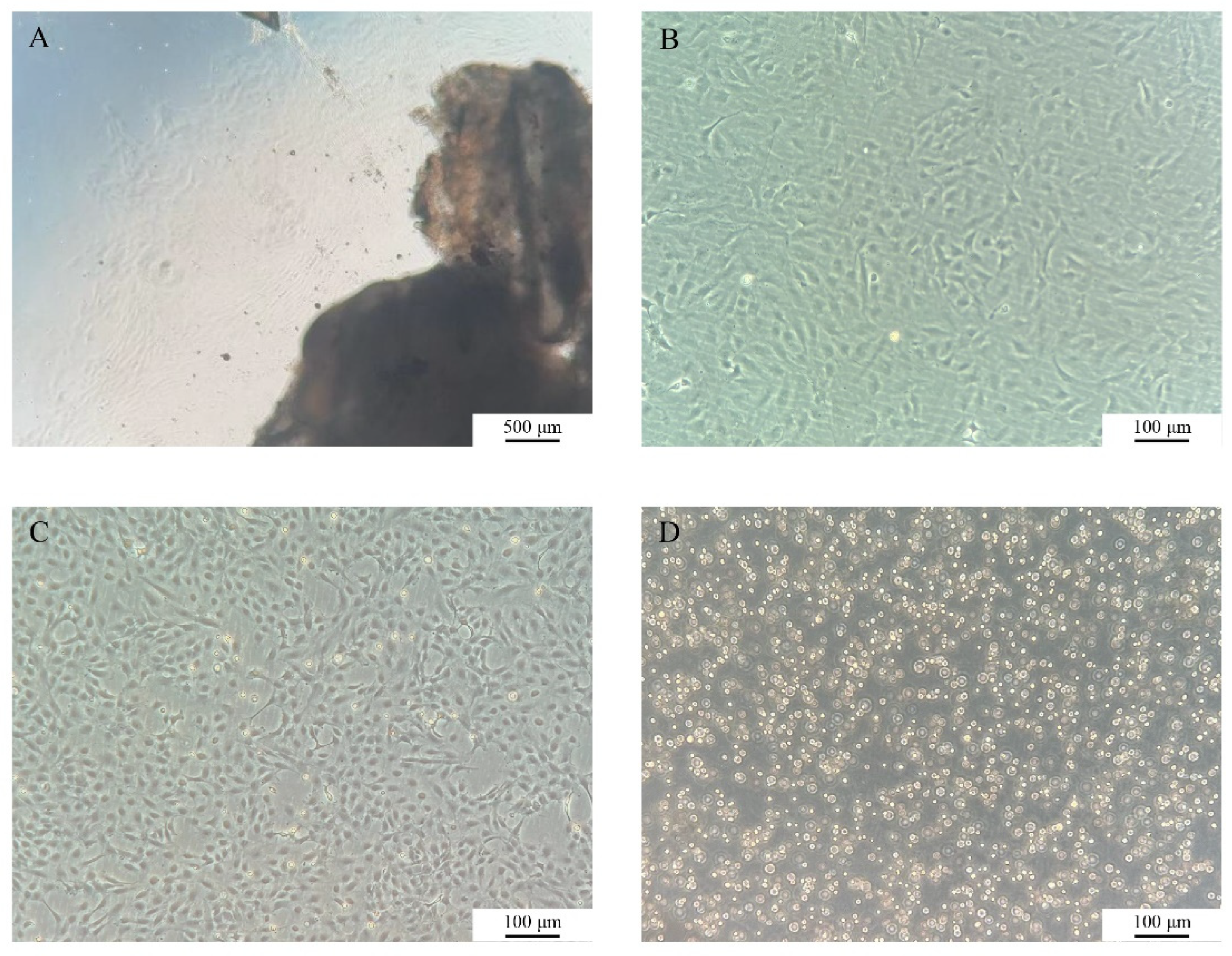 Preprints 191911 g001
