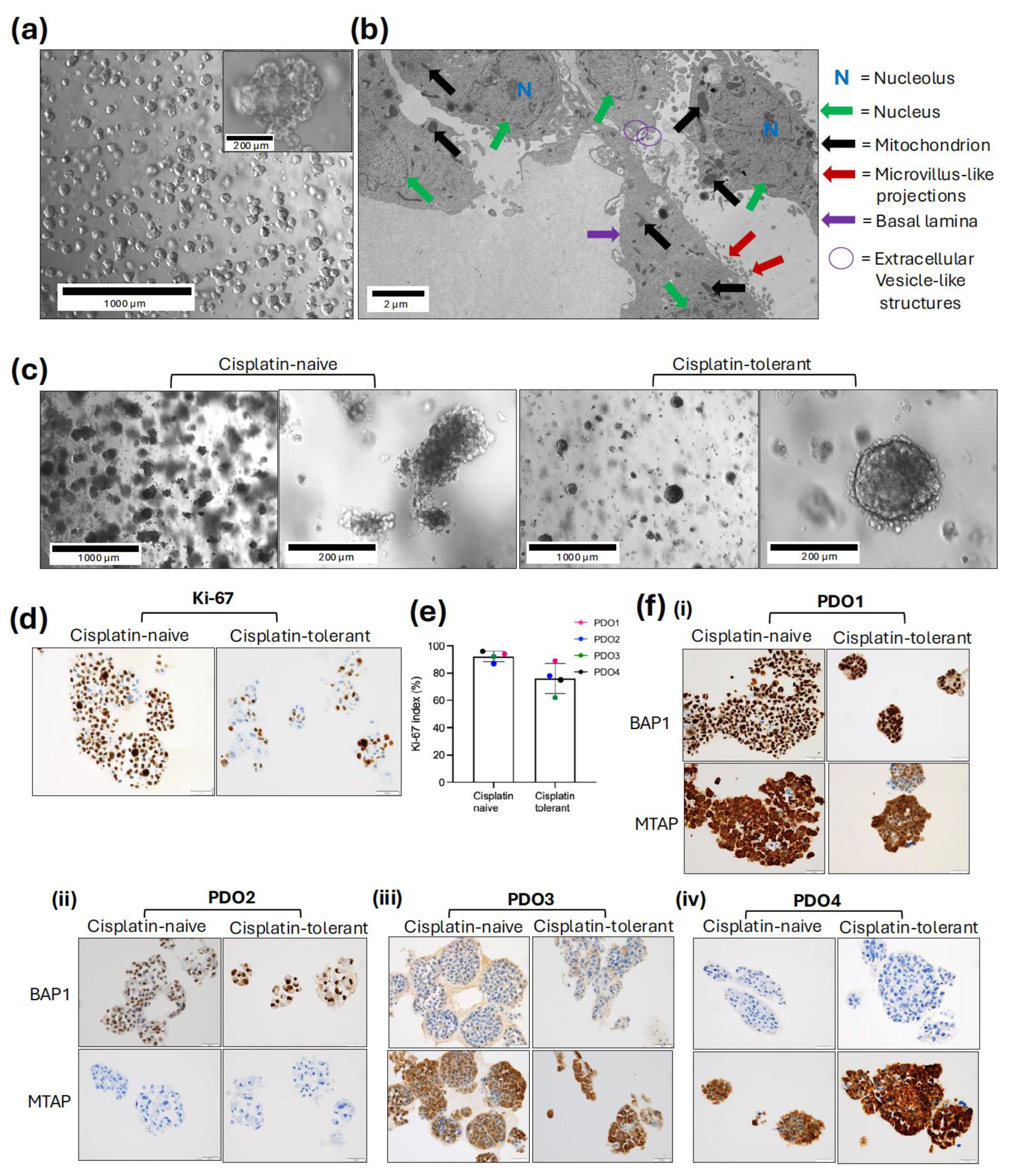 Preprints 207972 g002