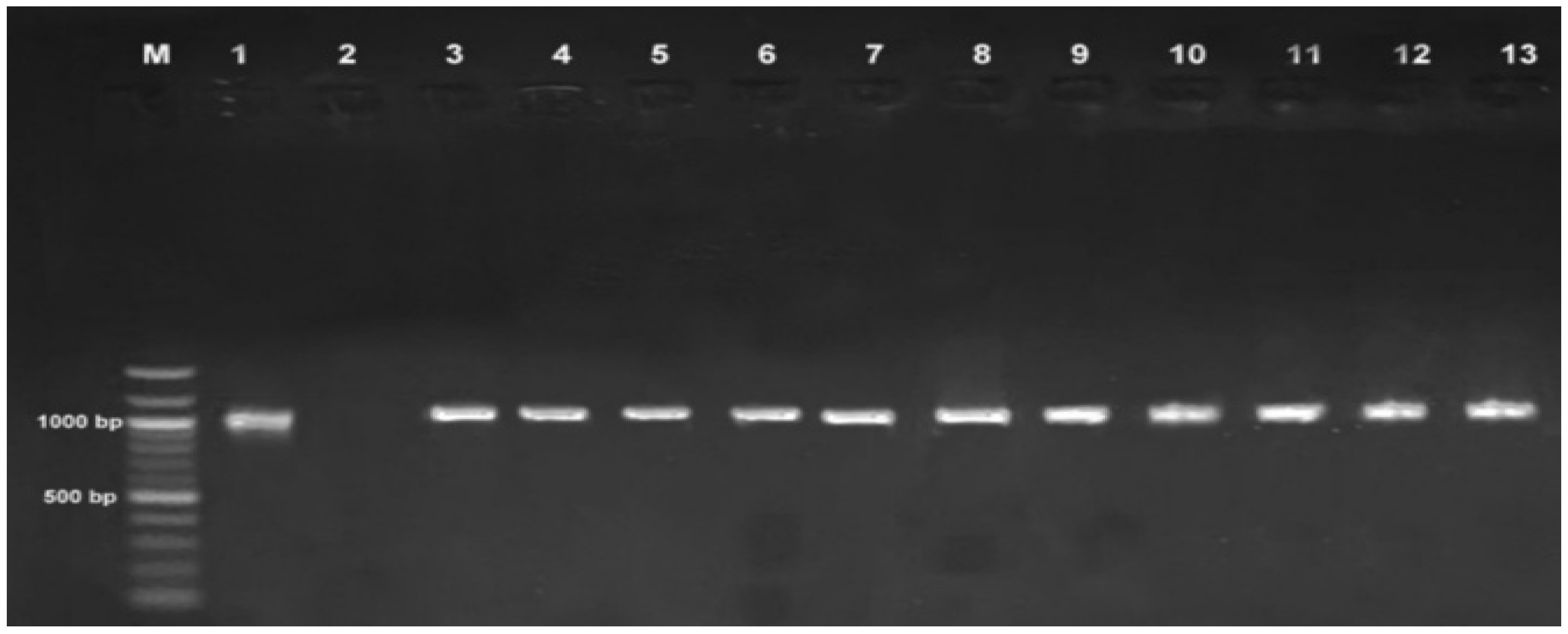 Preprints 143299 g002