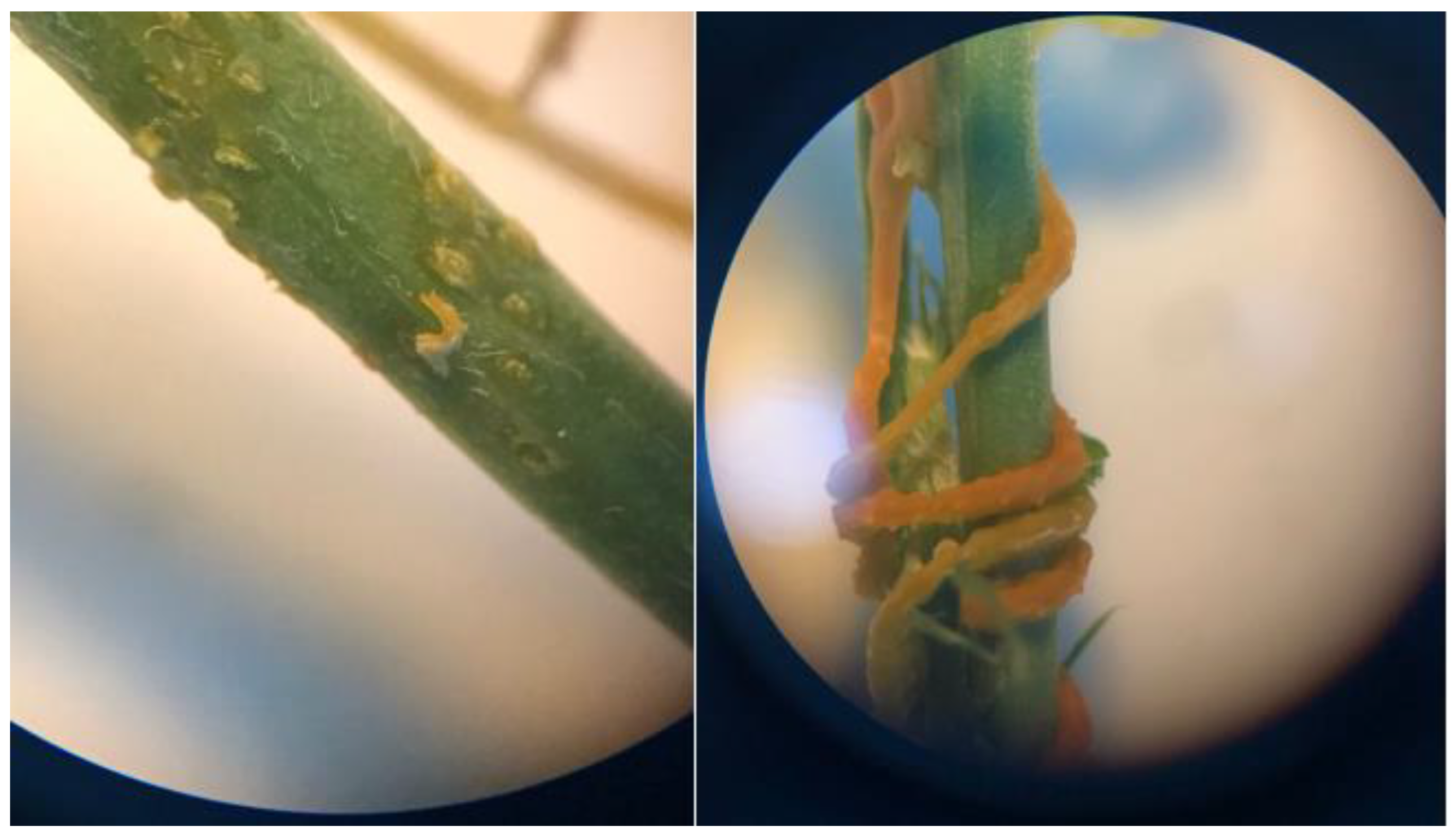 Preprints 182288 g013