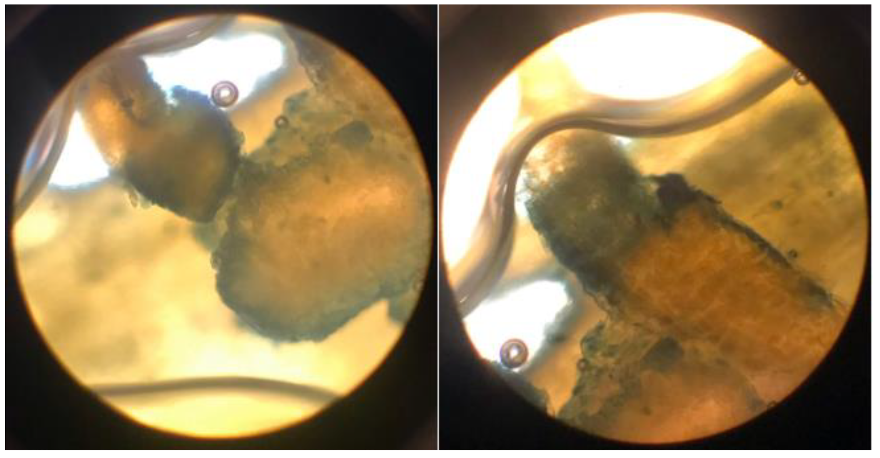 Preprints 182288 g014