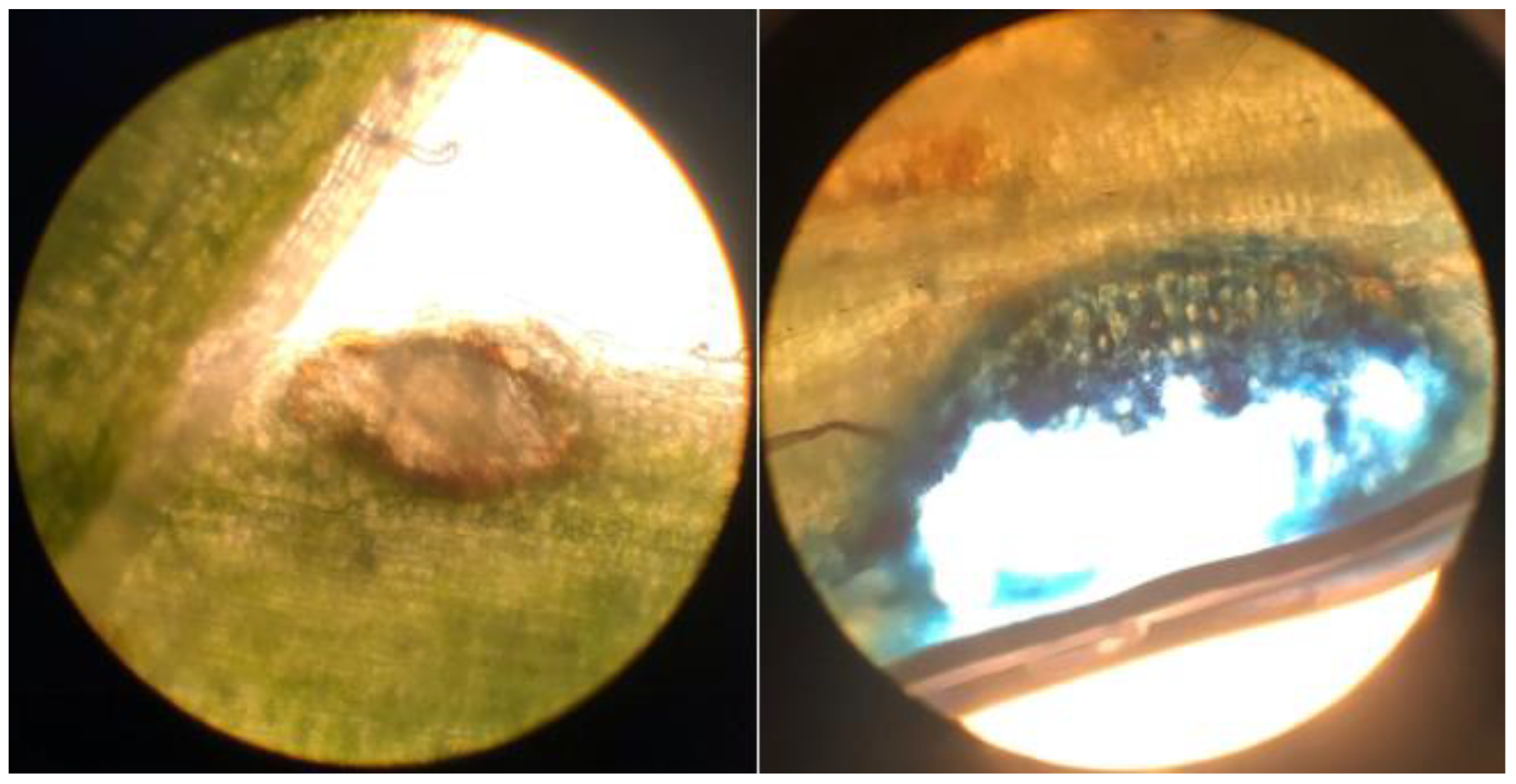 Preprints 182288 g015