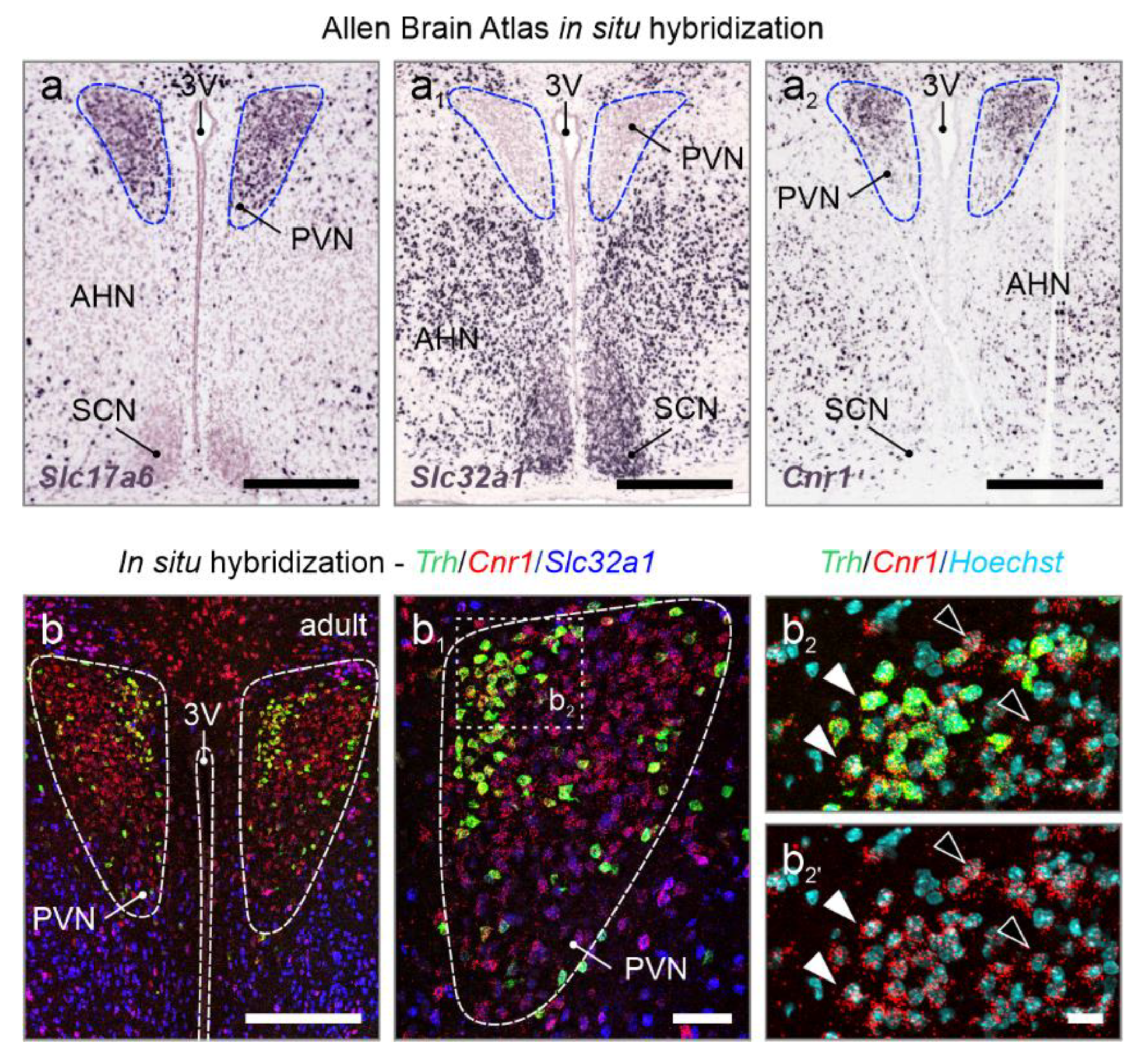 Preprints 157867 g001