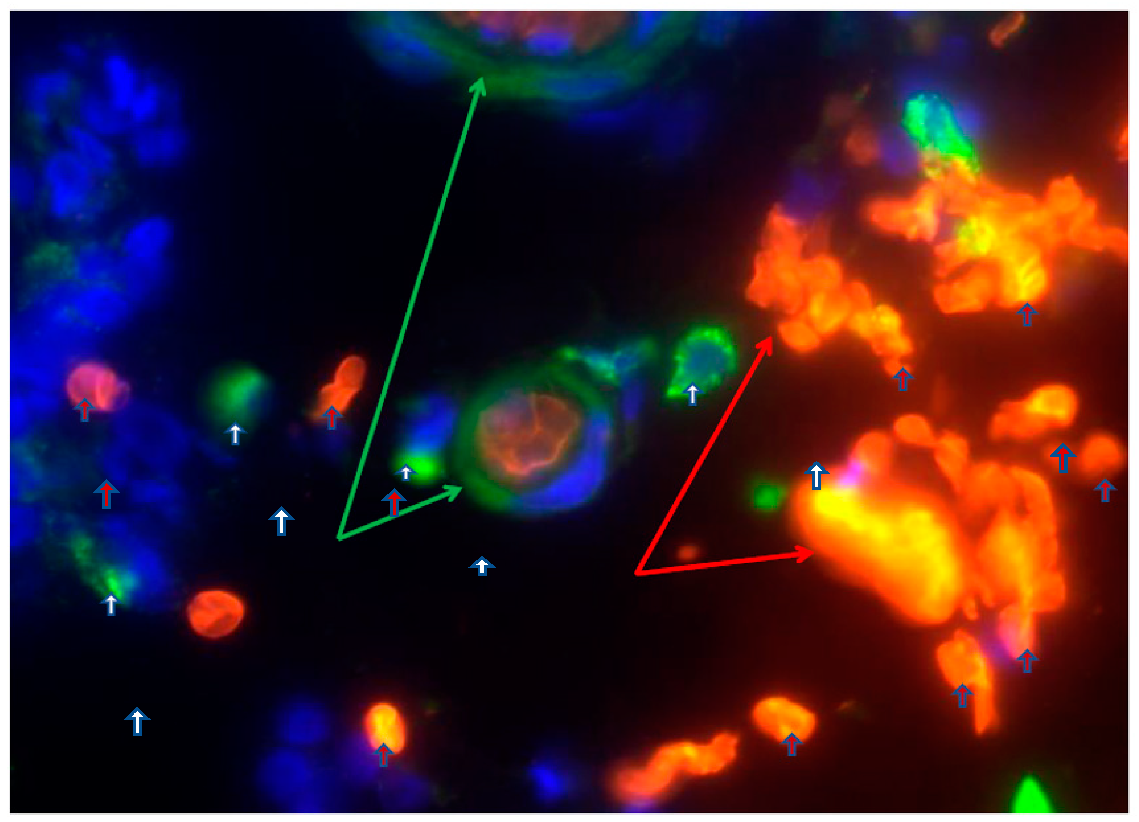 Preprints 76707 g002
