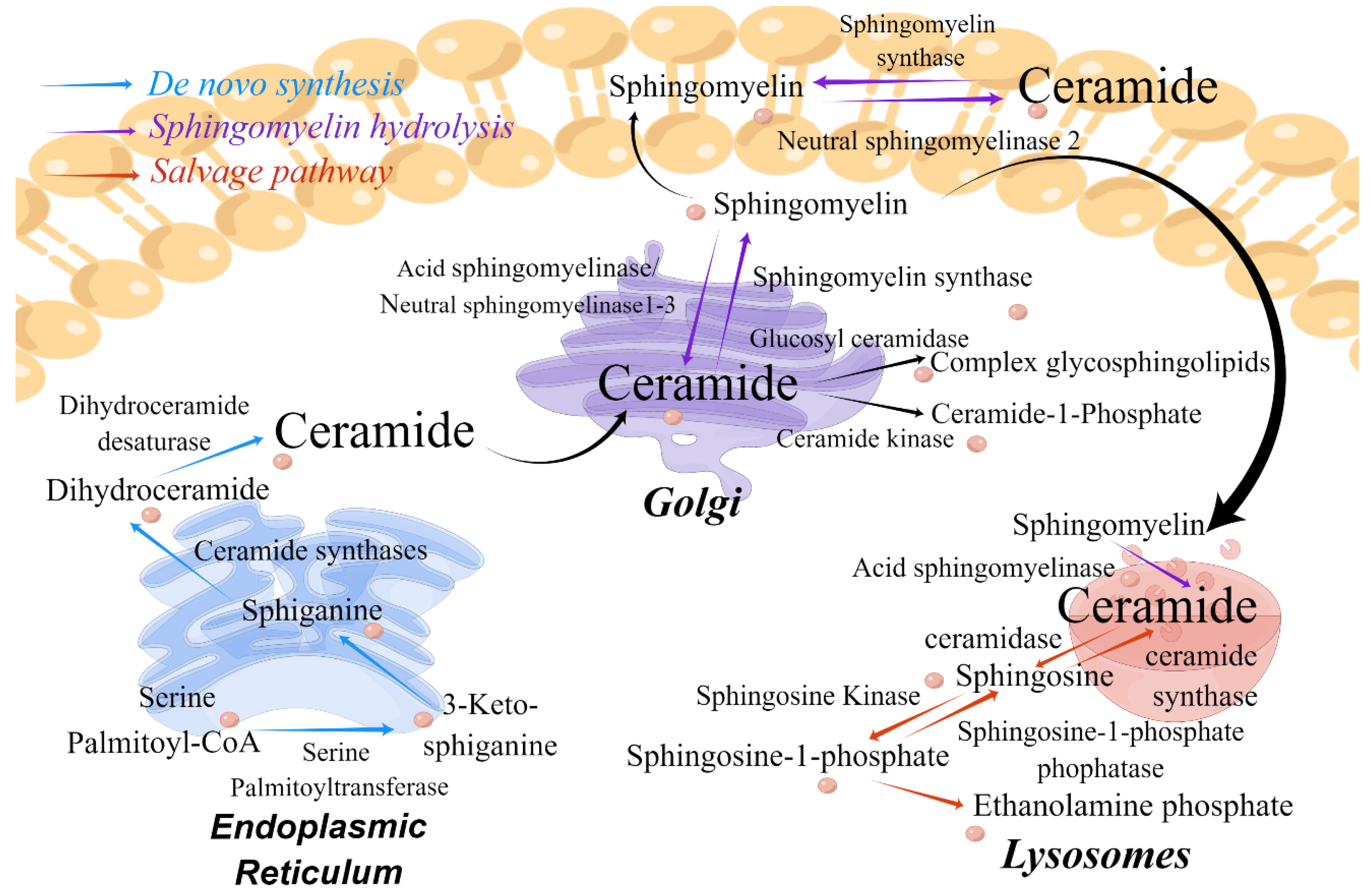 Preprints 143485 g002