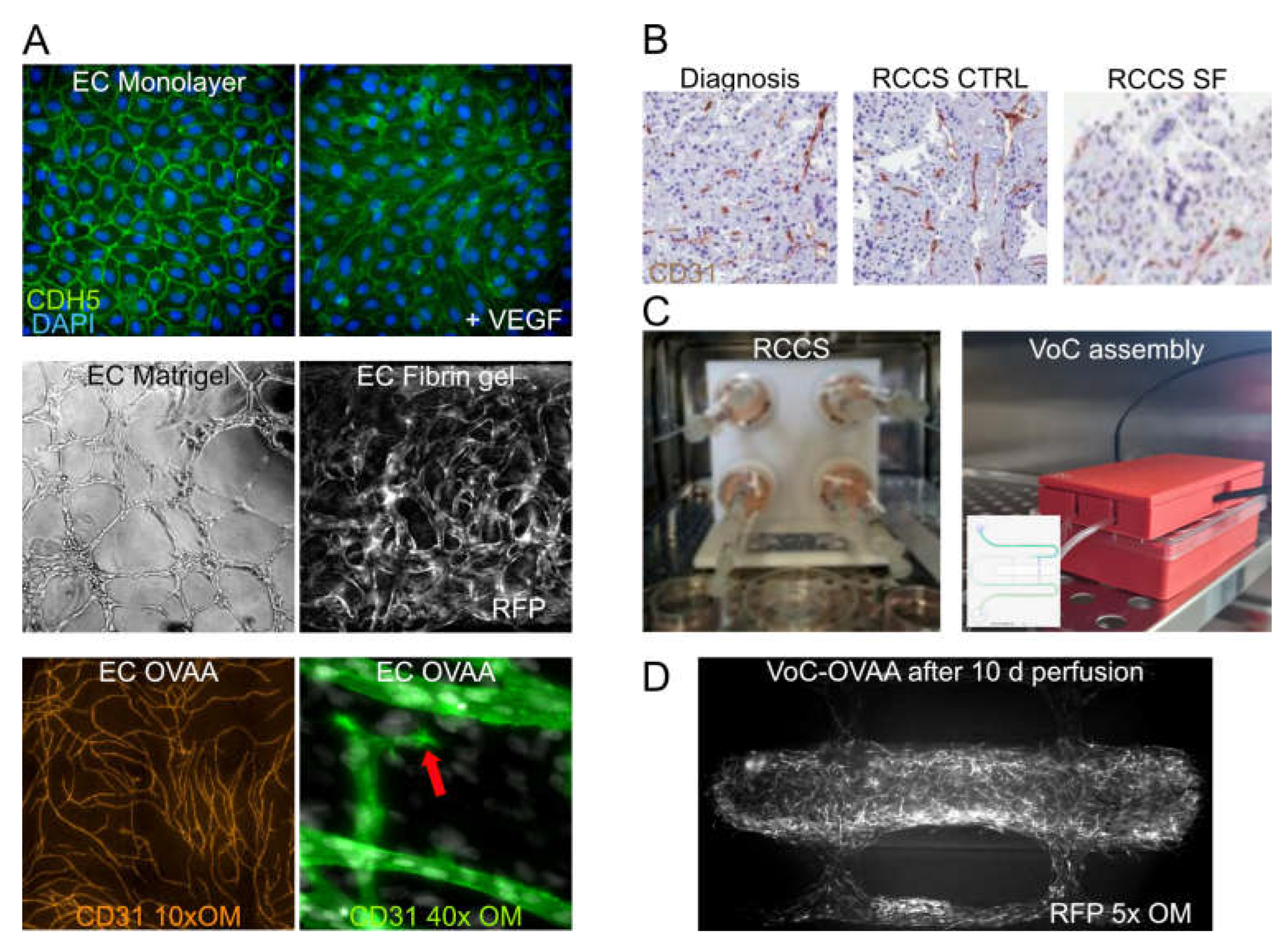 Preprints 155607 g002